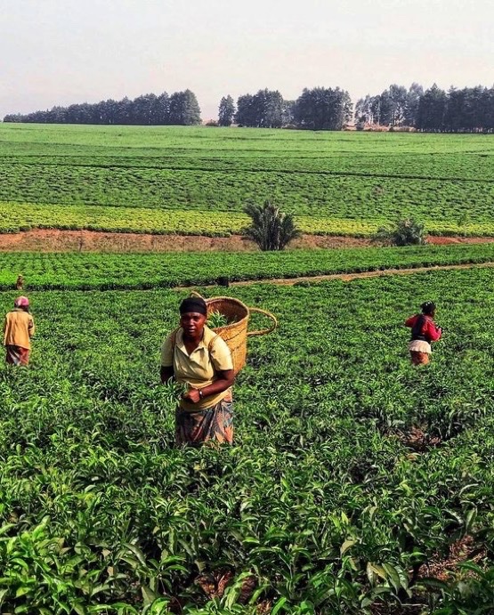 NigeriaStories's tweet photo. This is Highland Tea 🍵 plantation. It  is the biggest tea plantation in West Africa, covering about 615 hectares. 
Located in 📍Kakara, Mambilla Plateau,⁣ Taraba, Nigeria. https://t.co/drsb45RStj