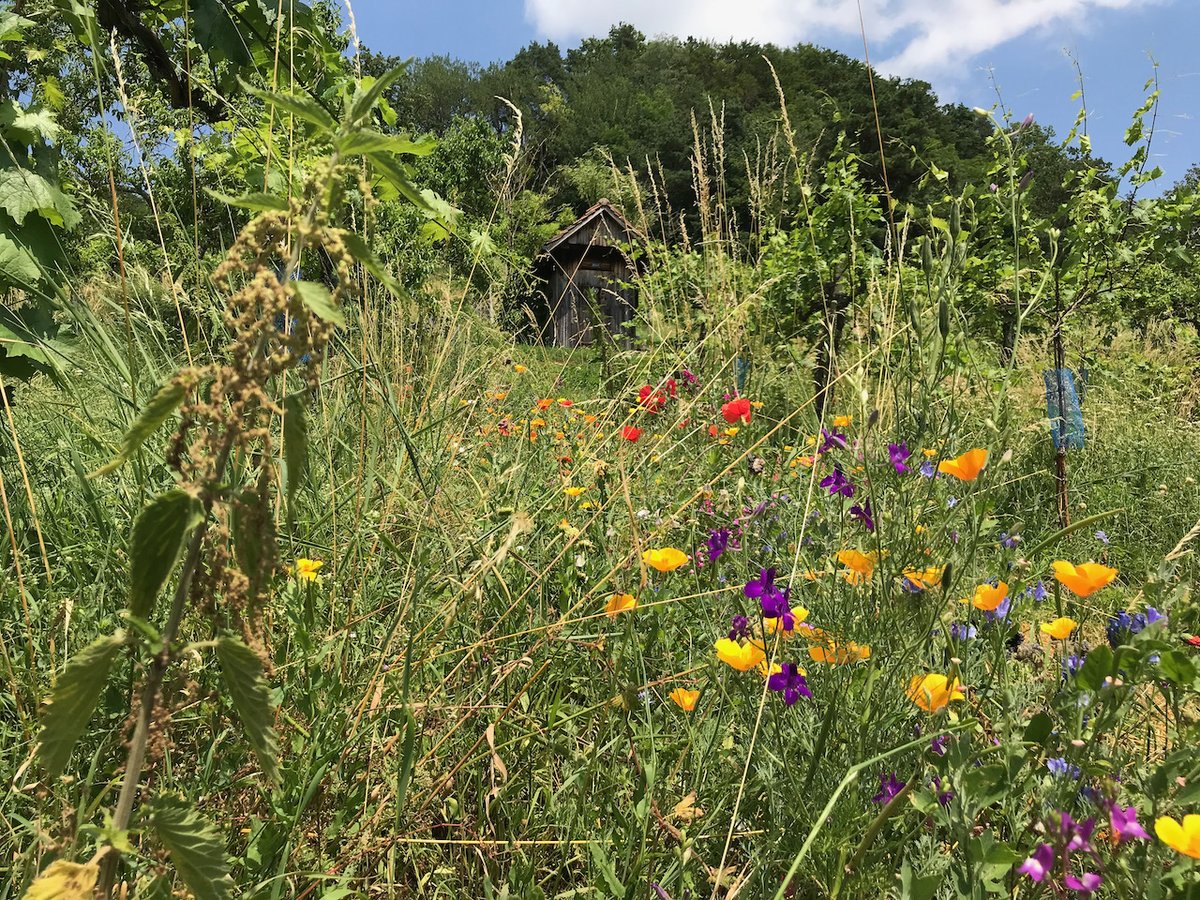 glpTG's tweet image. Grossrat TG: Das kantonale landwirtschaftliche Bildungs- und Beratungszentrum #Arenenberg soll mit Hilfe von Drohnen, Satelliten und auf dem Feld montierten Sensoren die #Biodiversität erfassen. Leistungsmotion durch Stefan Leuthold GLP, Toni Kappeler  GP und Daniel Vetterli SVP.
