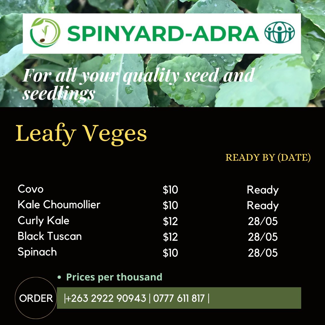 Kale Choumollier and Covo Rugare ready  for transplanting for $10/1000. Get in touch.