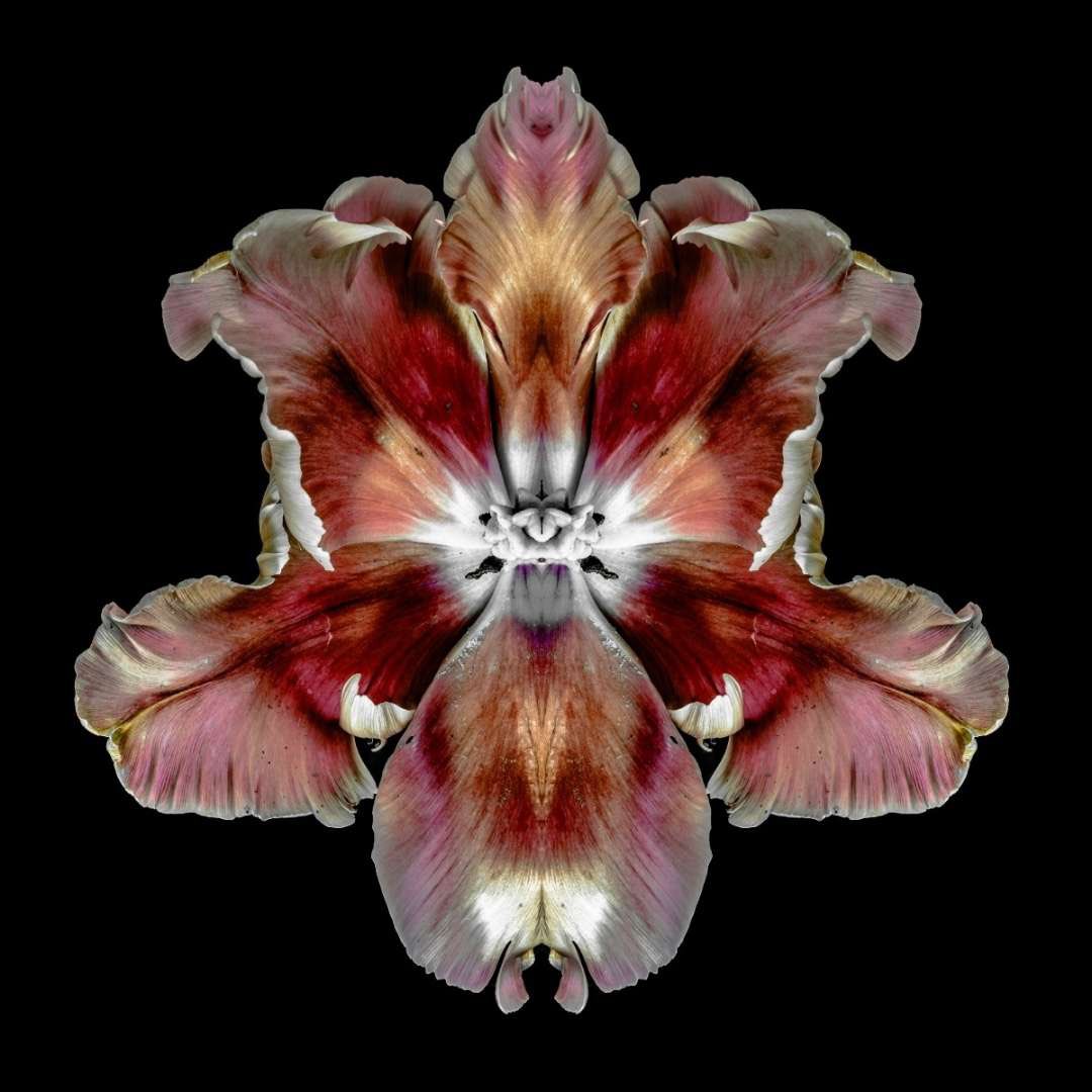 JeffRobbartist's tweet image. ‘Russet Alizarin’ 
Rorschach Flower series 
Lenticular Photograph 

#3dphoto #lenticularprint #contemporaryart #jeffrobb