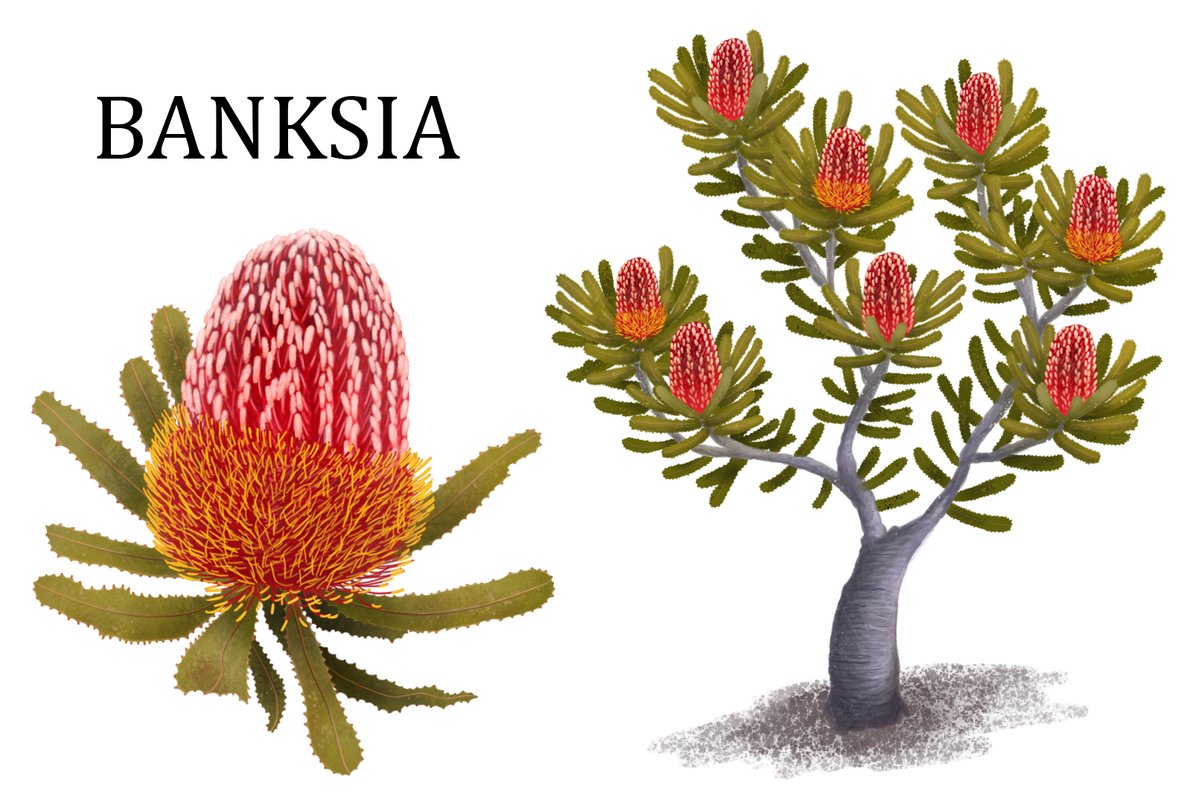 Teamup_studios's tweet photo. The banksia is one of many Australian wildflower assets we intend to feature in our game.

#indiegames #indiegame #indiegamer #indiegamedev #gaming #gamedev #indiedev #games #gamedesign #makegame #creategames #videogames #game #digitalart #photoshop #unity https://t.co/9OhBI601uS