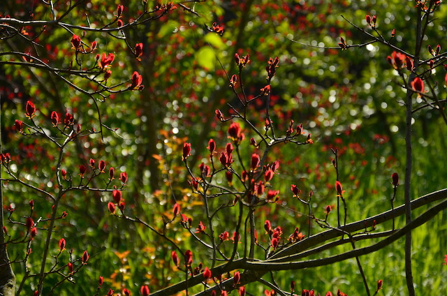 Garden_Notes's tweet image. Frühling auf Play im Wilden Garten: wildgardening.de