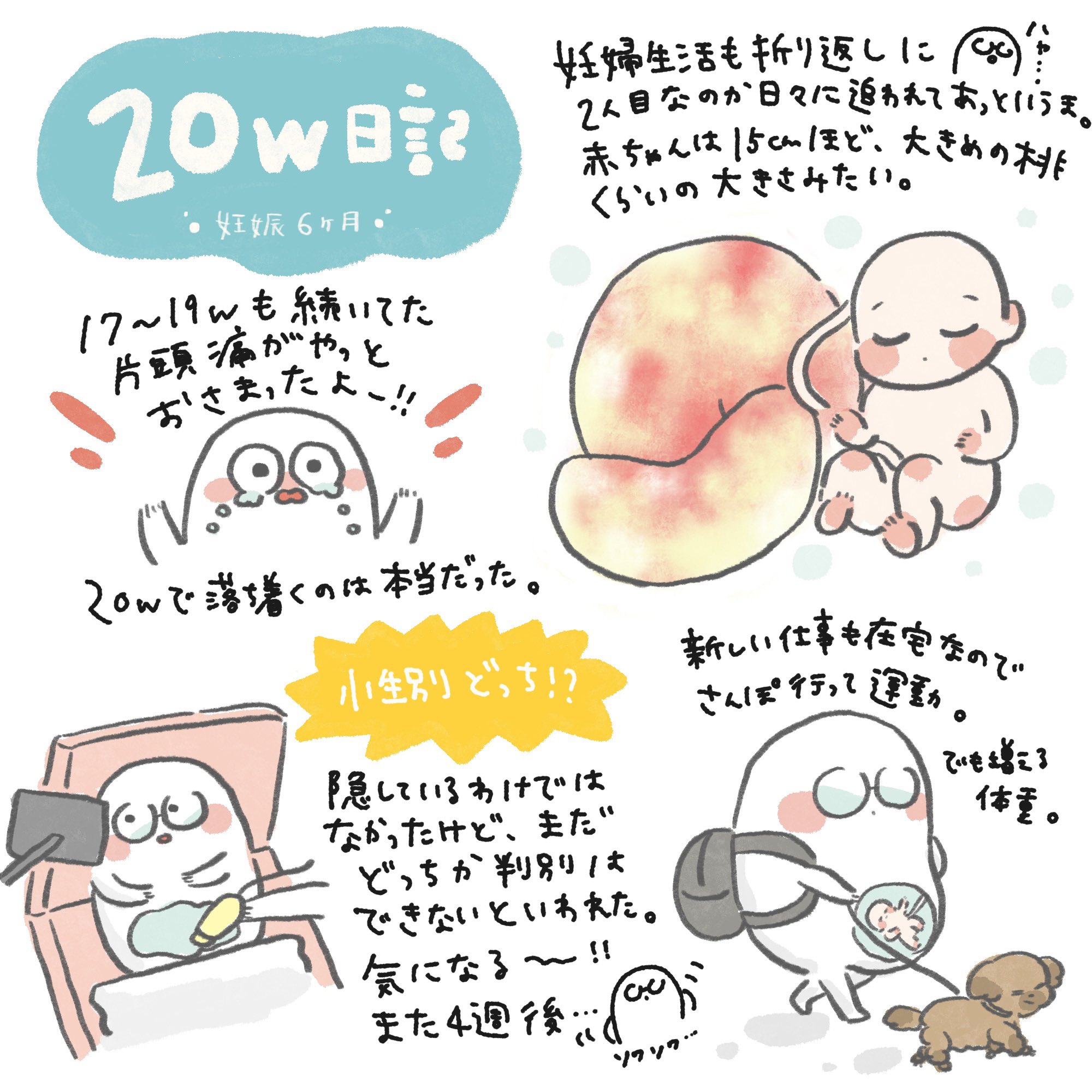 Chi 週 妊娠6ヶ月になりました 先日の健診で4dエコーはまだ早いと言われて断念 最近マタ垢さんにもフォローいただけて嬉しいです 妊婦絵日記 にんぷのきろく T Co Rcnwmeddun Twitter