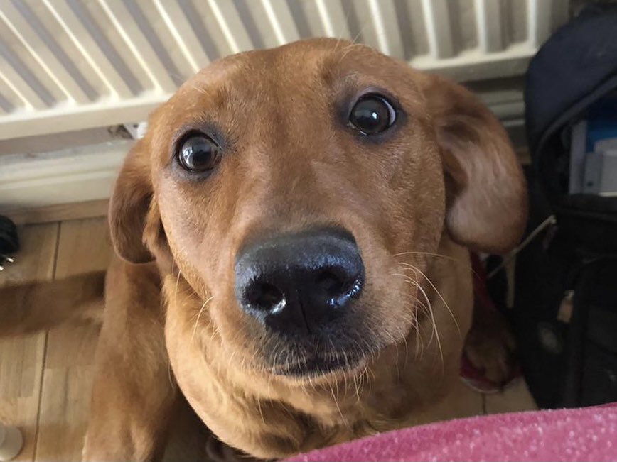 StolenRosieM27's tweet image. 💔24 long hearbreaking weeks since someone decided to take Rosie from us and keep her please if you see her or know who’s got her get in touch💔
‼️Please retweet and follow on Fb, Instagram and Twitter as we need still more coverage thank you.‼️
linktr.ee/StolenRosieM27 #Stolen