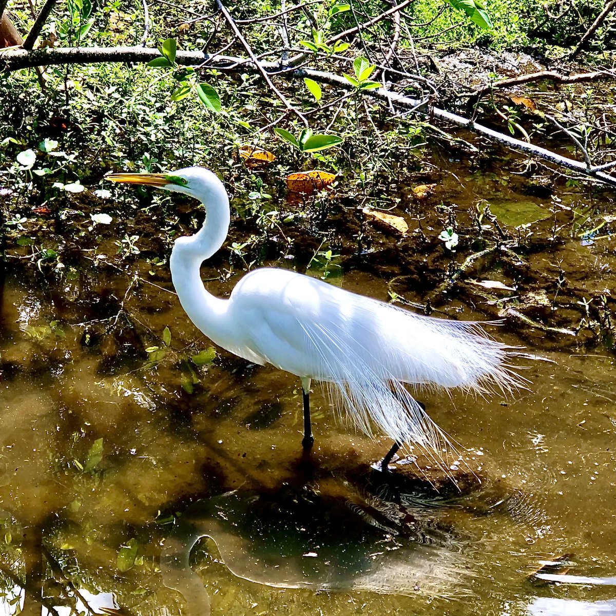 WoodInnHouses's tweet photo. Great Egret - Wakodahatchee Wetlands, Delray Beach, FL #PhotoOfTheDay #woodinnbirdhouses #birdwatching #birding #birdphotography #BirdTwitter #bird #BirdsSeenIn2021 #BirdsPhotography #NaturePhotography #outdoor #conservation #Florida #do #nature #avian https://t.co/biIkRiZThl https://t.co/bmK4UiSZti