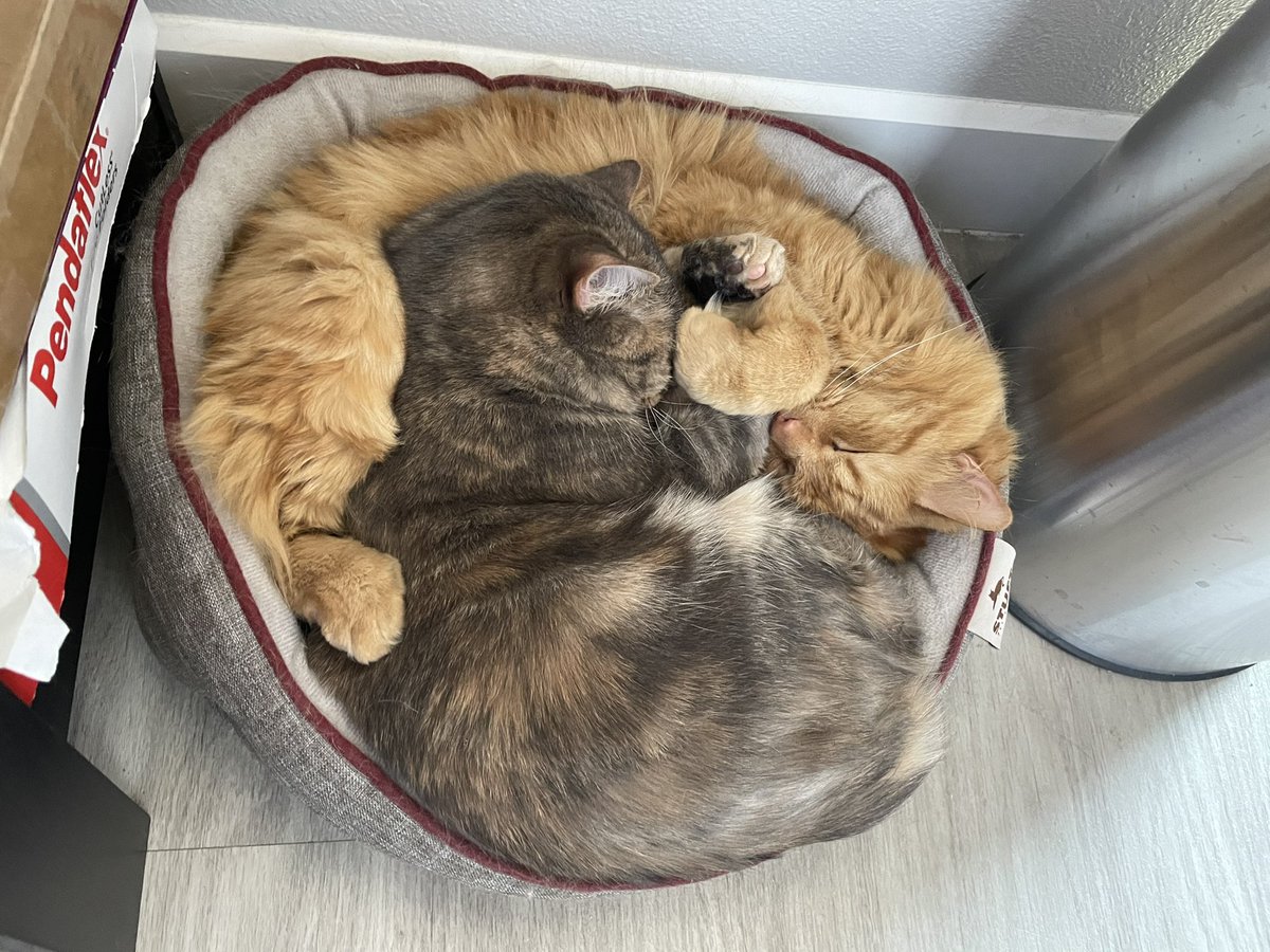 MajorAlice_CO's tweet photo. Nothing like snuggles...anytime of the day! #MajorandAlicetheCats #AdoptDontShop #CatsOfTwitter #whiskerswednesday #snuggles #floof #fluff https://t.co/c2F4NH2Yei