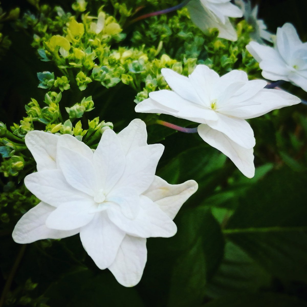 ねことふくろう 紫陽花 Hydrongea Hydrongea 紫陽花 アジサイ あじさい Flowers Flowerstagram 花 はなすたぐらむ Gardening Garden 庭 ガーデニング Leaf Green 葉っぱ 葉 緑 グリーン Rainyseason 梅雨 White 白い花 土壌 Soil ねことふくろう 紫陽花 Hydrongea Hydrongea 紫陽花 アジサイ あじさい Flowers Flowerstagram 花 はなすたぐらむ Gardening Garden 庭 ガーデニング Leaf Green 葉っぱ 葉 緑 グリーン Rainyseason 梅雨 White 白い花 土壌 Soil