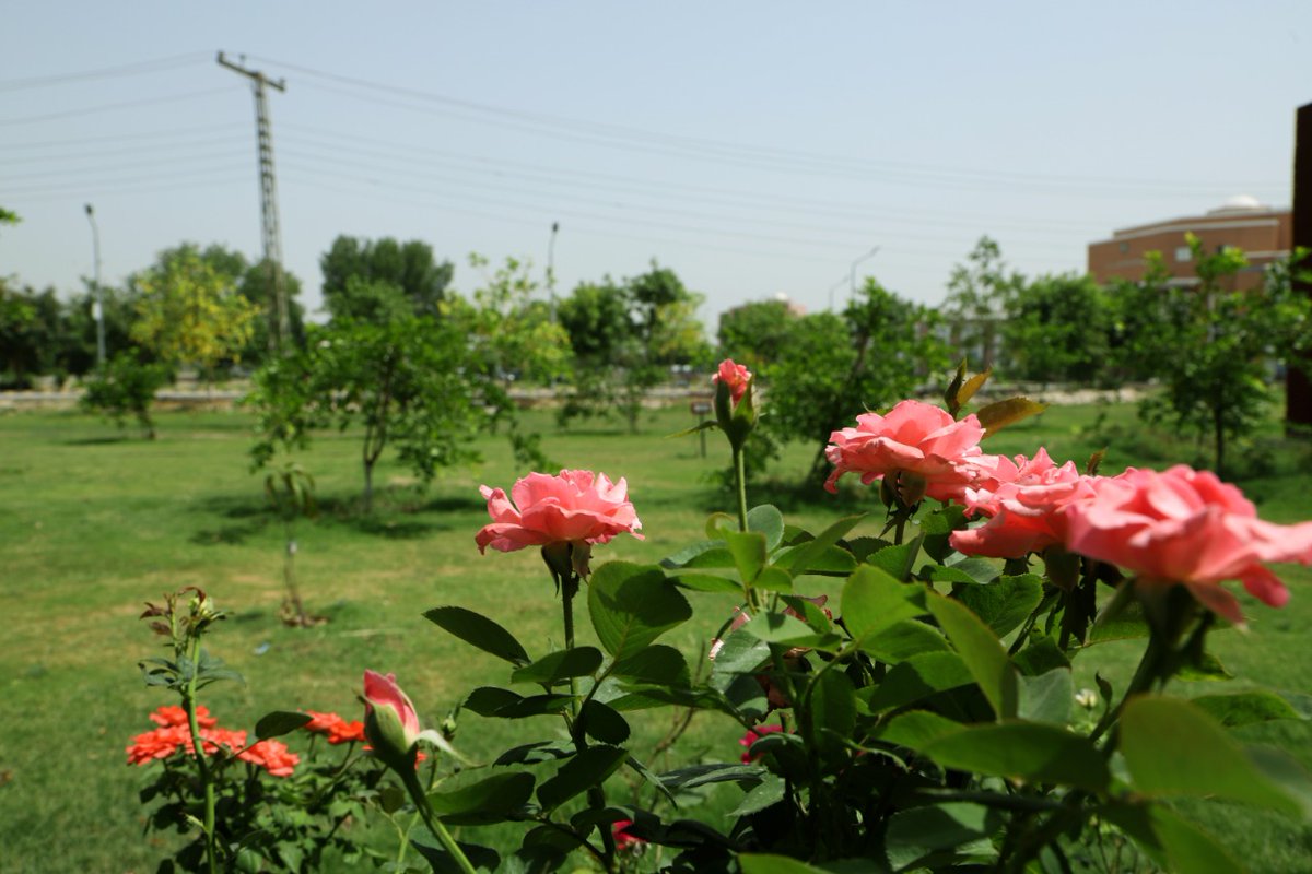 kfueitofficial's tweet photo. Blooming #Flowers in Summer indicates the hardworking of Gardeners at #KFUEIT. We dedicated to #PrimeMinister of Pakistan @ImranKhanPTI being initiator of #BillionTreeProject to revive Forest &amp; Wildlife Resources in Pakistan, besides encourage eco-tourism and community engagement https://t.co/nRnkInycFU