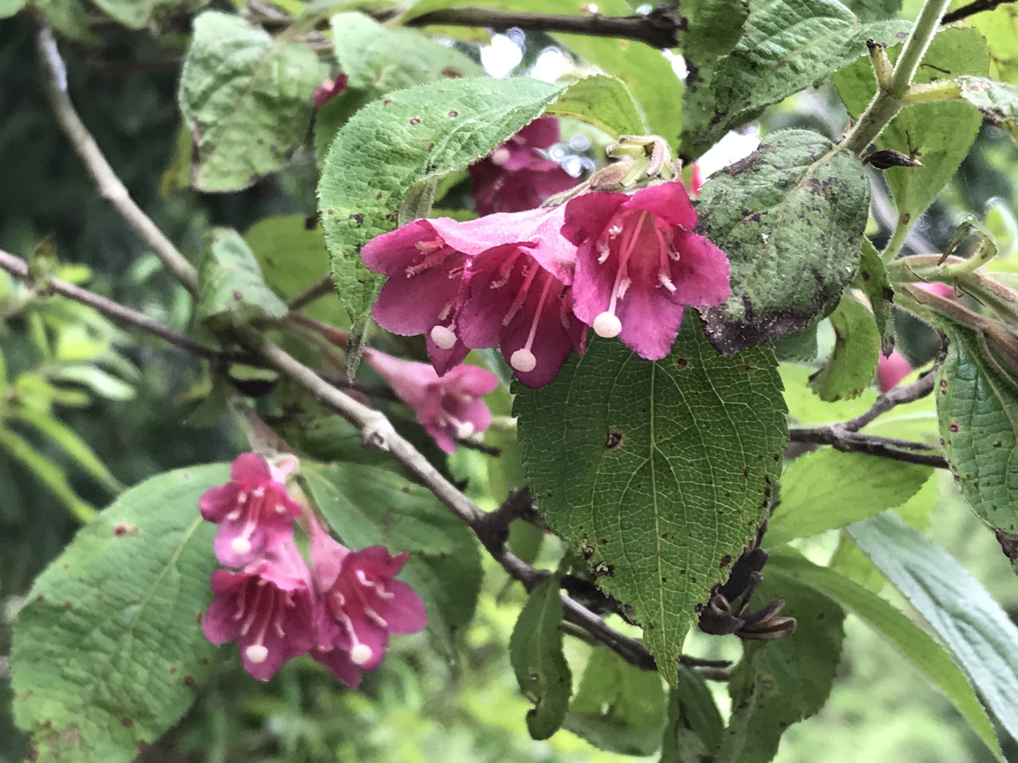 ヤブウツギ Twitter Search Twitter