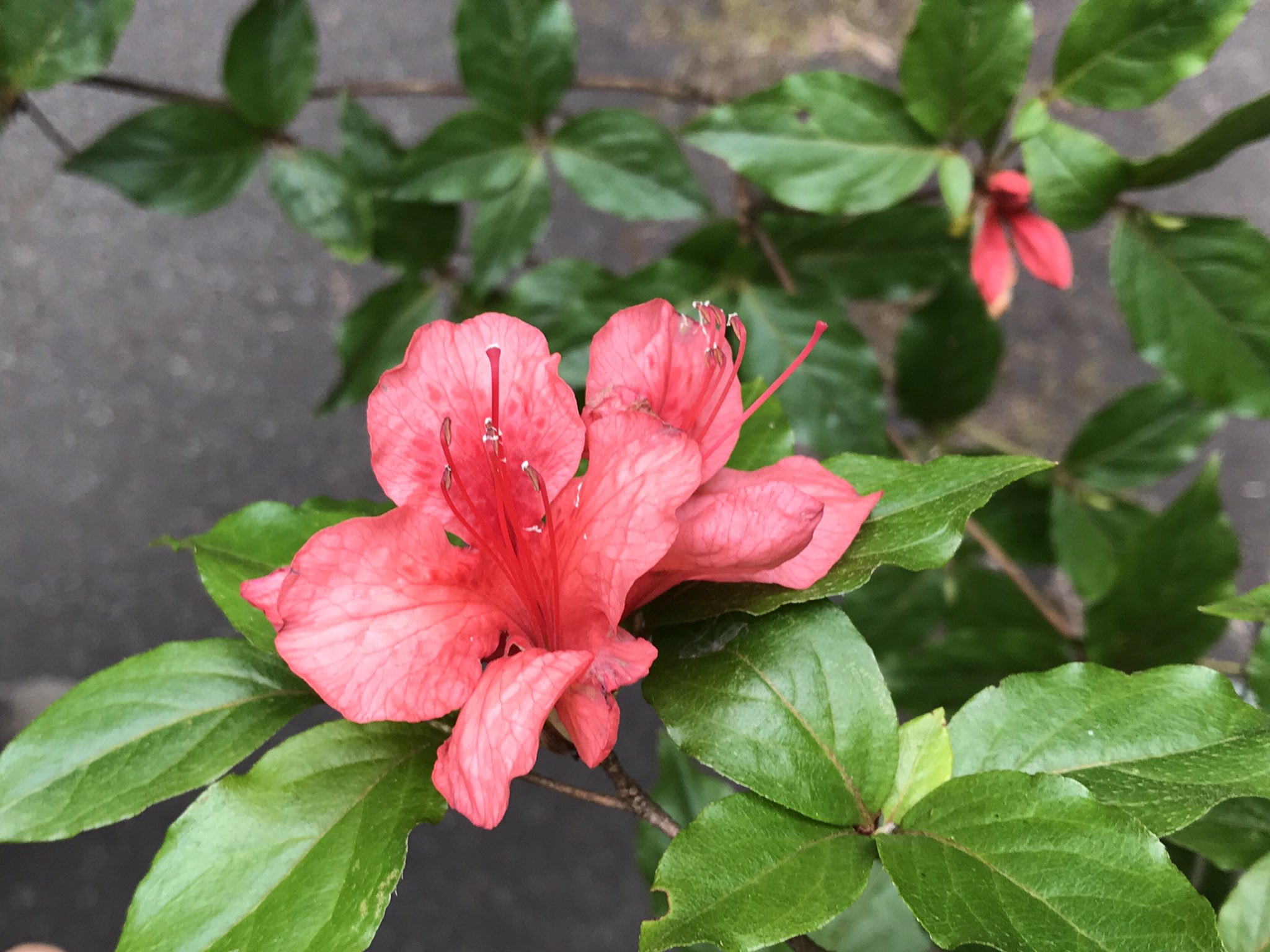 ヤブウツギ Twitter Search Twitter