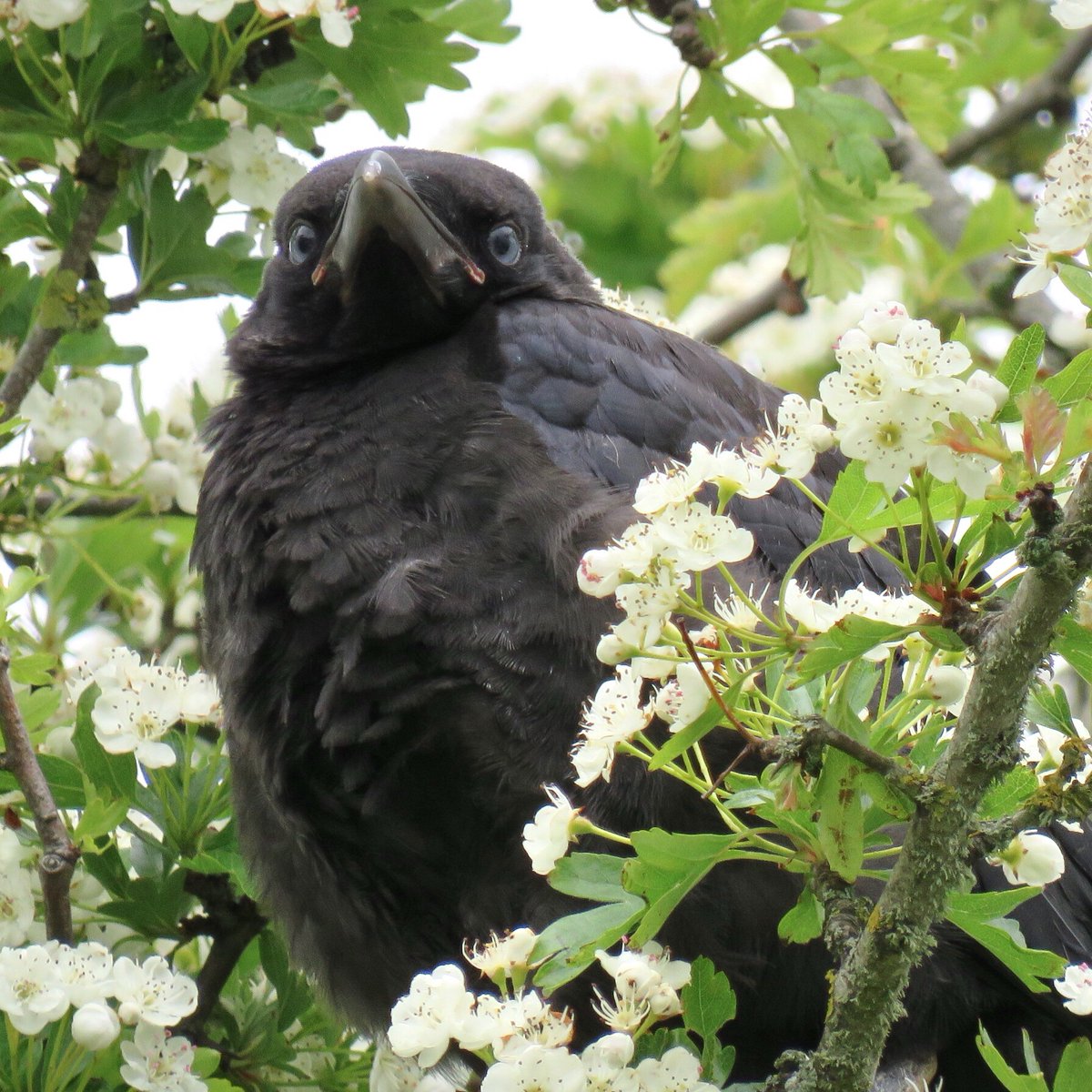 Crow Diary tweet media