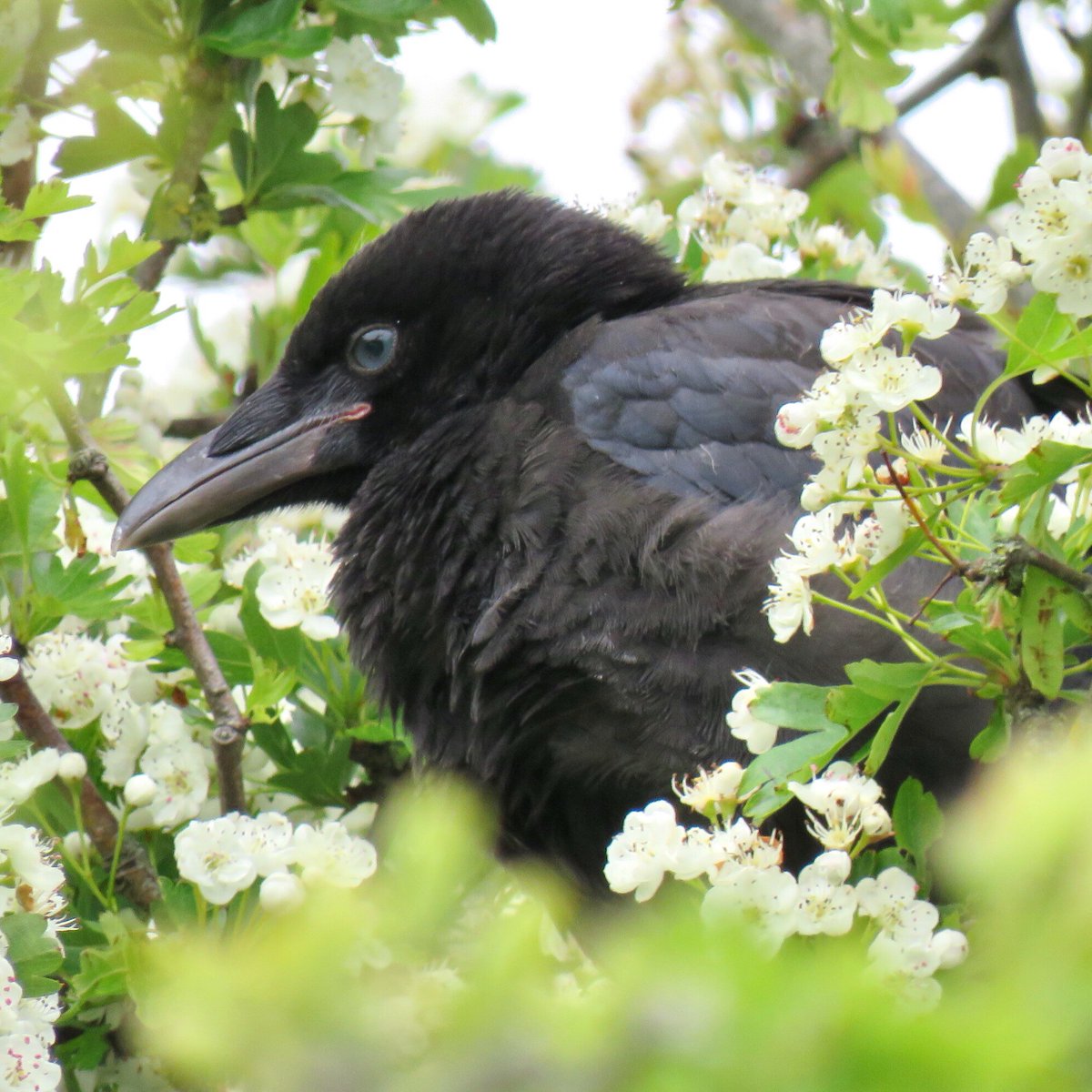 Crow Diary tweet media