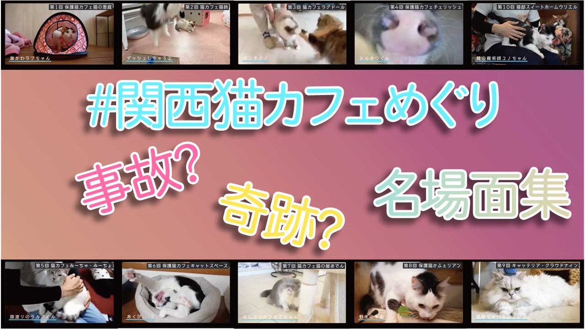 猫アレルギーの猫カフェオーナー Nekoalle Owner Twitter 猫アレルギーの猫カフェオーナー Nekoalle Owner Twitter