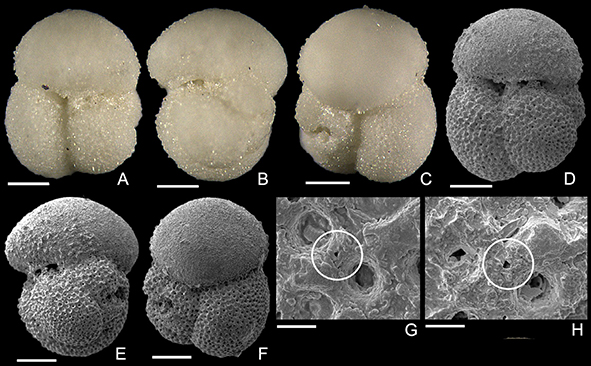 NHM Journal of Systematic Palaeontology (@journalsystpal) on Twitter photo New: <a href="/FlorentFayolle/">Florent Fayolle</a> & @Bridget_S_Wade The evolution of Eocene planktonic foraminifera Dentoglobigerina doi.org/10.1080/147720… New: <a href="/FlorentFayolle/">Florent Fayolle</a> & @Bridget_S_Wade The evolution of Eocene planktonic foraminifera Dentoglobigerina doi.org/10.1080/147720…