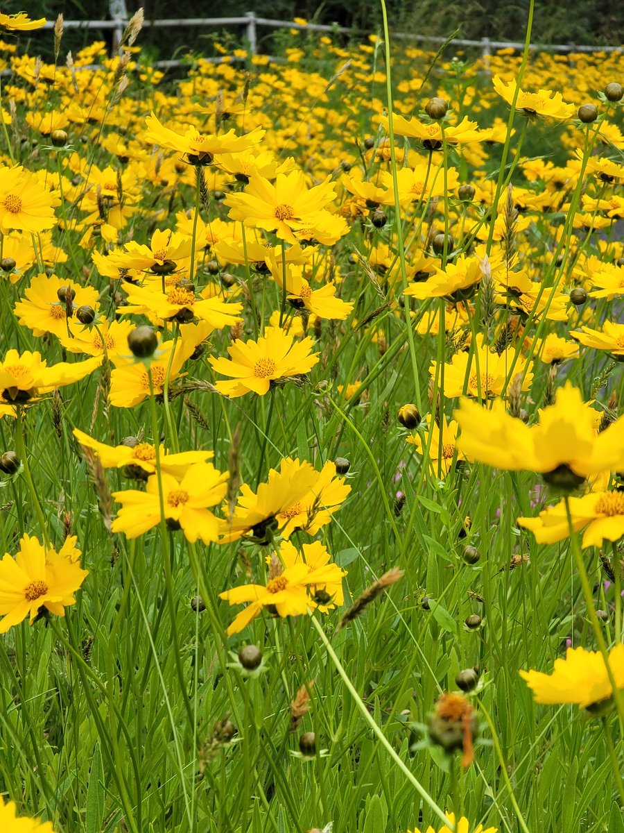 kuni_mizomizo's tweet photo. お届け物の帰り道にて。
ここが、どこかわかりますか?
安芸高田市は、色々なところで心和む場所が溢れてます。
#撮影修行 #写真好き #風景写真 #モデルさん募集中 #写真時々歴史 #Nikon #D500 #ぶらりPhoto #ぶらりフォト散歩 #PhotoWalker #LocalJapanPhoto #LocalJapanSpot #localjapanlife https://t.co/mwefT4DBbR