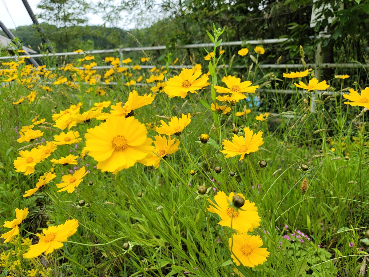 kuni_mizomizo's tweet photo. お届け物の帰り道にて。
ここが、どこかわかりますか?
安芸高田市は、色々なところで心和む場所が溢れてます。
#撮影修行 #写真好き #風景写真 #モデルさん募集中 #写真時々歴史 #Nikon #D500 #ぶらりPhoto #ぶらりフォト散歩 #PhotoWalker #LocalJapanPhoto #LocalJapanSpot #localjapanlife https://t.co/mwefT4DBbR