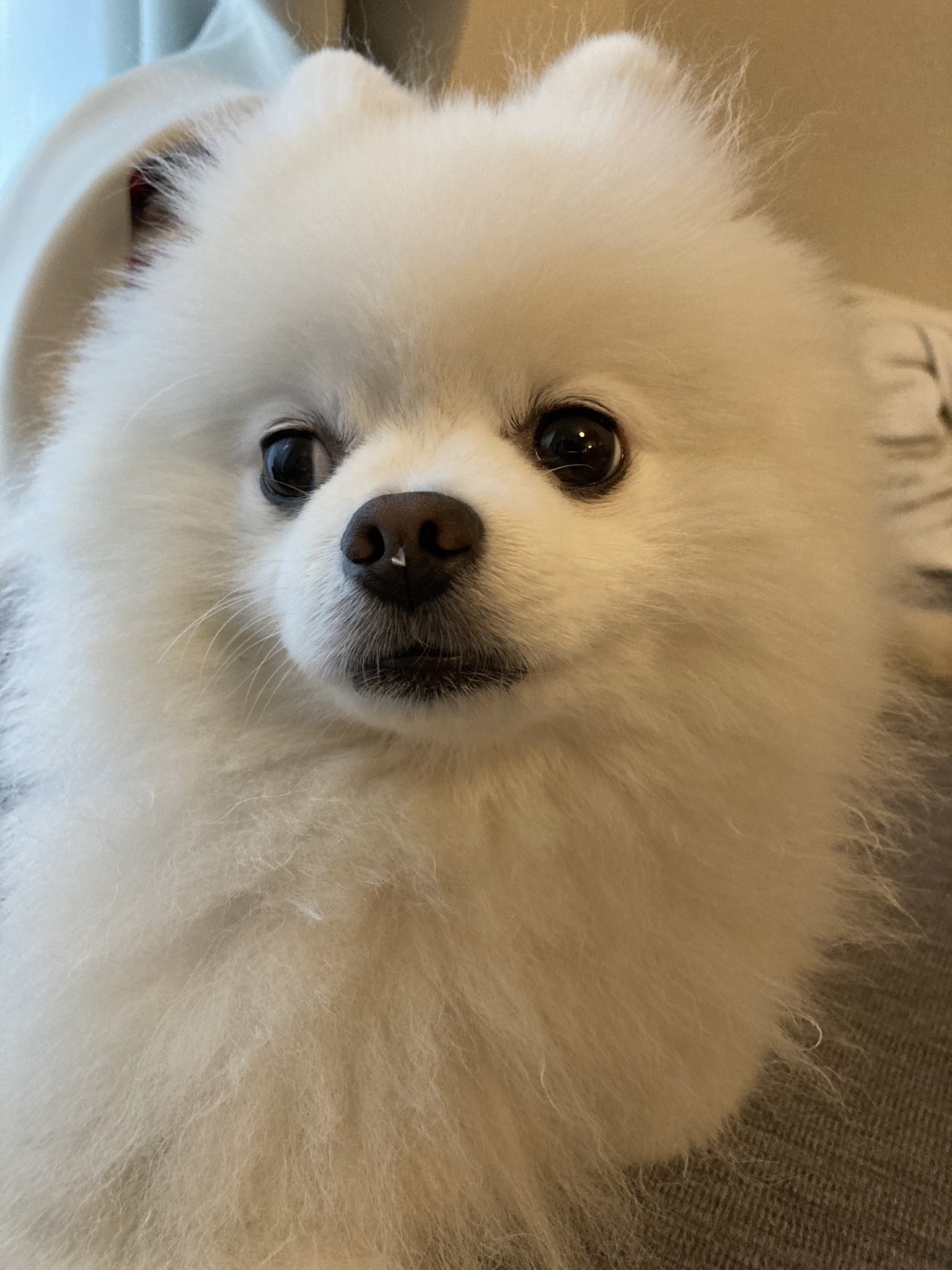 タレ目の犬 ポメラニアン え なになに 鼻 飼い主なんか言ってるな
