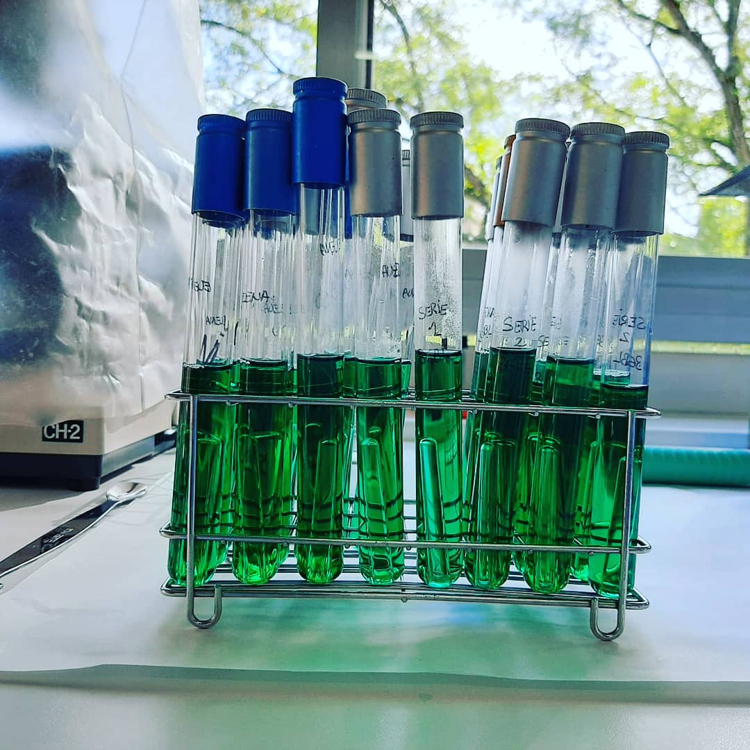 QEscultor's tweet photo. #Coliformes totales o enterobacterias lactosa-positivas 🦠
1️⃣ #Diluciones seriadas muestra
2️⃣Preparación #medio BGBL
3️⃣ #Siembra en tubo 🧪 con campana #Durham
4️⃣ #Incubación en #estufa 48h a 37°C 🌡️
5️⃣Si hay gas 🌫️ en campana es ➕
6️⃣N° tubos➕ #recuento Número más Probable #NMP https://t.co/Dv97Qr5dPk