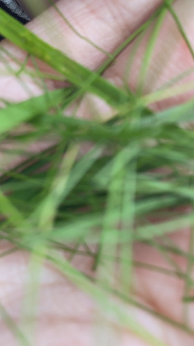potato_n_curry's tweet photo. #HolyGrass https://t.co/2vqJUONer3