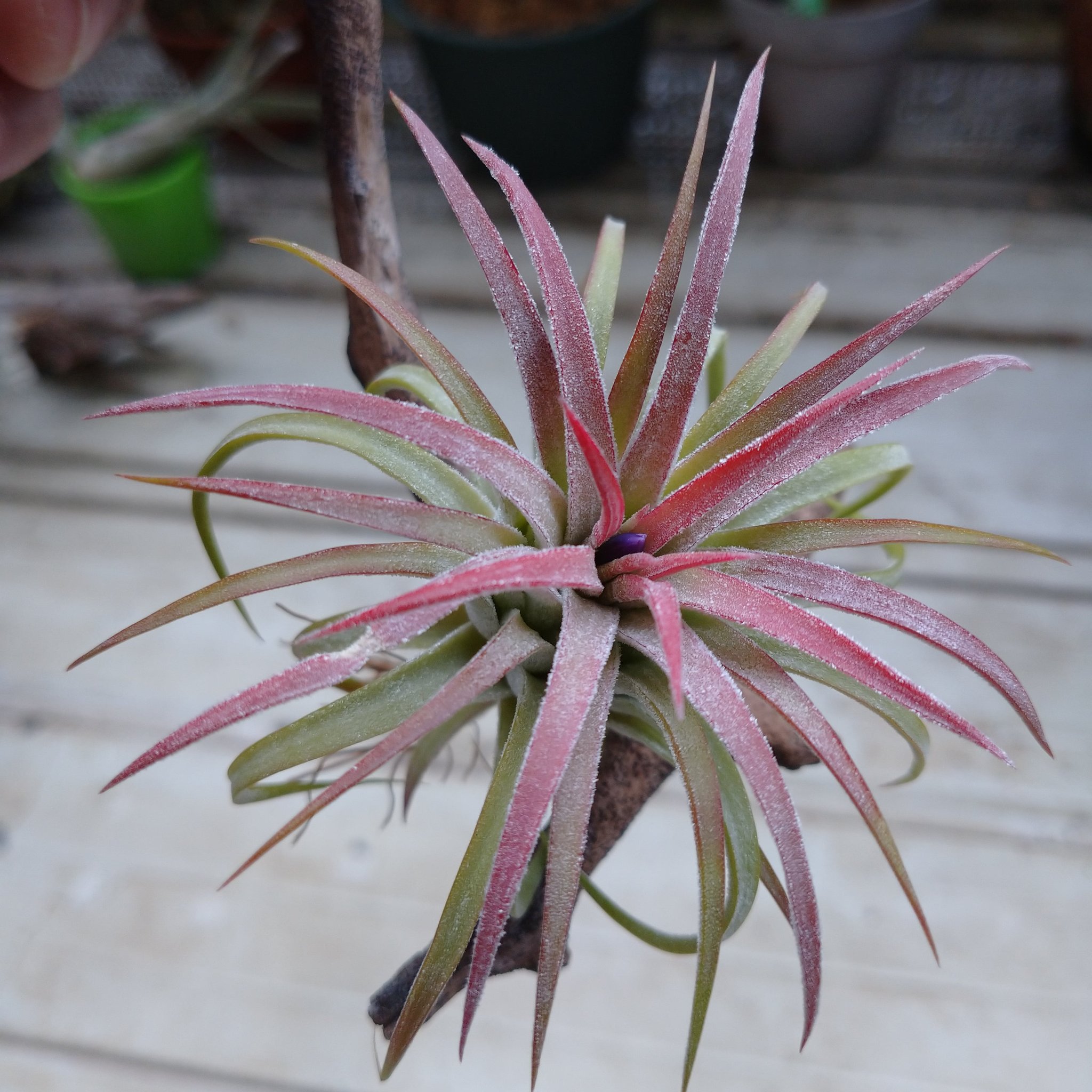 植物男子しゃんぶろ 我が家のイオナンタ 今朝急に開花を催す ๑ ㅁ ๑ 何度も見た花だけど 見飽きないd チランジア イオナンタ エアプランツ ブロメリア 植物好きな人と繋がりたい 植物のいる暮らし T Co Lpr5n8pmrb Twitter