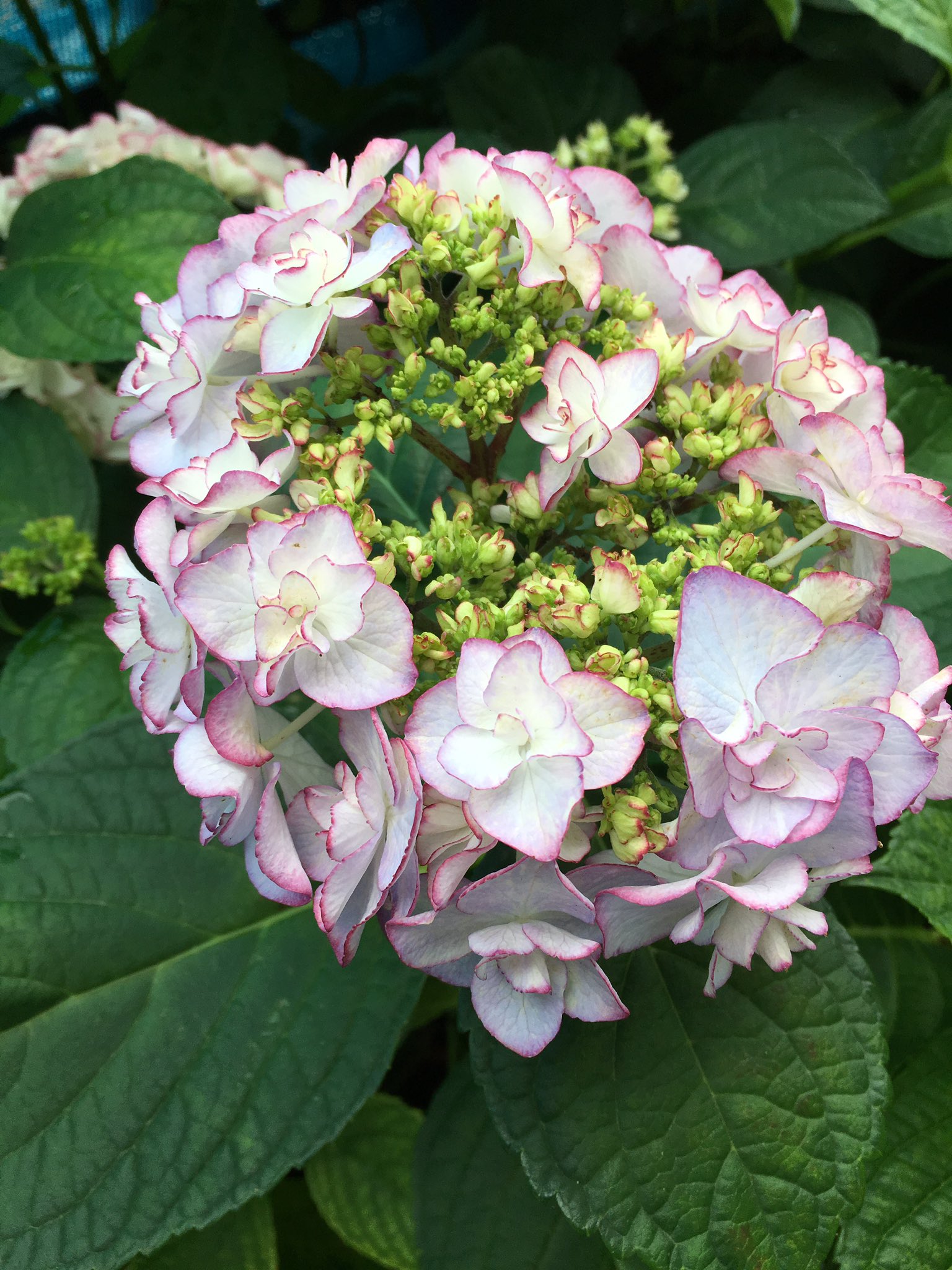 تويتر ｃｉｅｌ ａｌｅｎｃｏｎ シエル على تويتر ｋｅｉｋｏの色の変化 写真 と は同じ花 最初はピコティというか花びらの縁だけ色が入っていて だんだん全体的にブルーやピンクが濃くなってきた 園芸 ガーデニング 紫陽花 T Co Thq3ezjfan