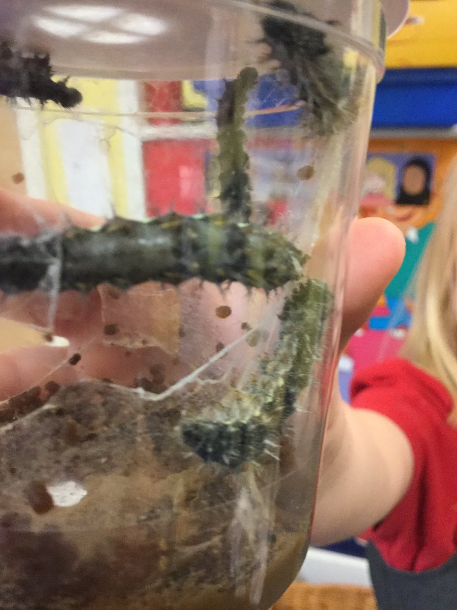 OwletsStlaws's tweet photo. Out of the mouths of babes......
"Look Mrs Holland the kind spider has made webs for the caterpillars" 🐛  #lifecycles #earlyyears  #lovelymoments 
#speaking https://t.co/G9IaHeGKPM