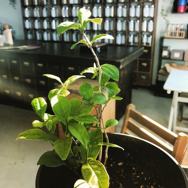 SukiTea's tweet photo. Meet Camellia. Suki HQ resident tea plant 🪴Grown from a Georgian seedling 🌱🌱#camelliasinensissinensis #teaplant #growingtea #teagrowing #teagrowingireland #growteani #teaproject #niteaproject #sukitea https://t.co/WMZLTs0Nq2