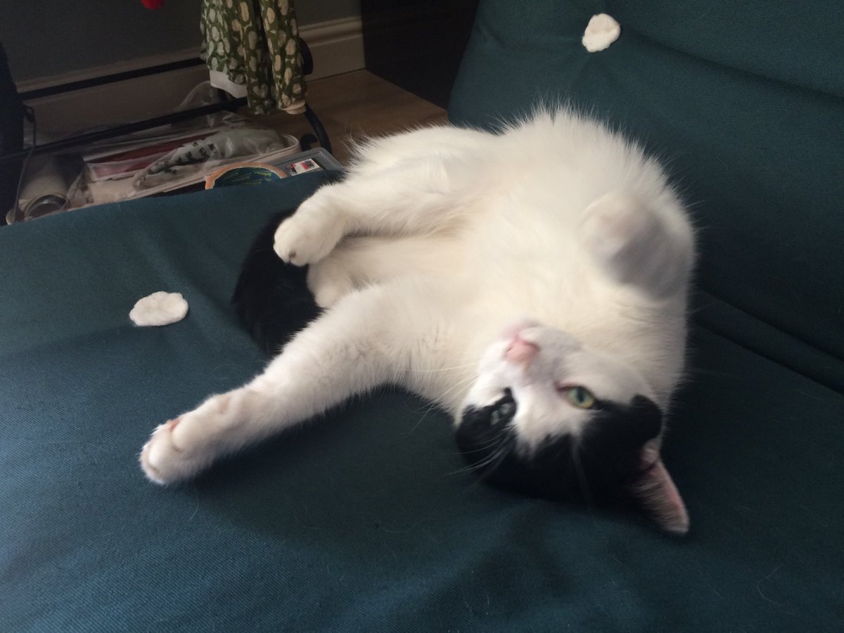 Sara Correia-Hopkins tweet media