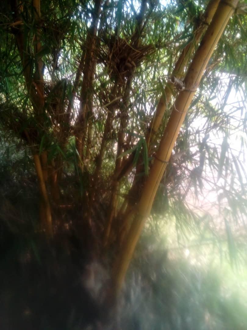 RushigajeJaffar's tweet photo. La protection de l'environnement améliore la résilience climatique. Plantation des bambous le long de la rivière permet d'éviter les risques de dégradation des berges ainsi que l'inondation. @BMineagrie @Banquemondiale @UNEP @ICRAF
#biodiversite 
#Burundi
#Gitega
#Ruvubu https://t.co/0RmBpOJoNd