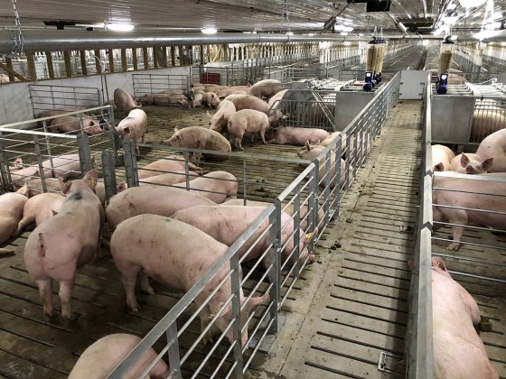PigProgress's tweet photo. Outside Europe, many #sow farms are switching to group housing for #gestating #sows. Retrofitting is an option, yet it is a long-term investment. Affordable options may not always be the best in the long run. What needs to be considered?
Read more ⏩ https://t.co/KmOvJmNjUK https://t.co/6u3lS20vlQ