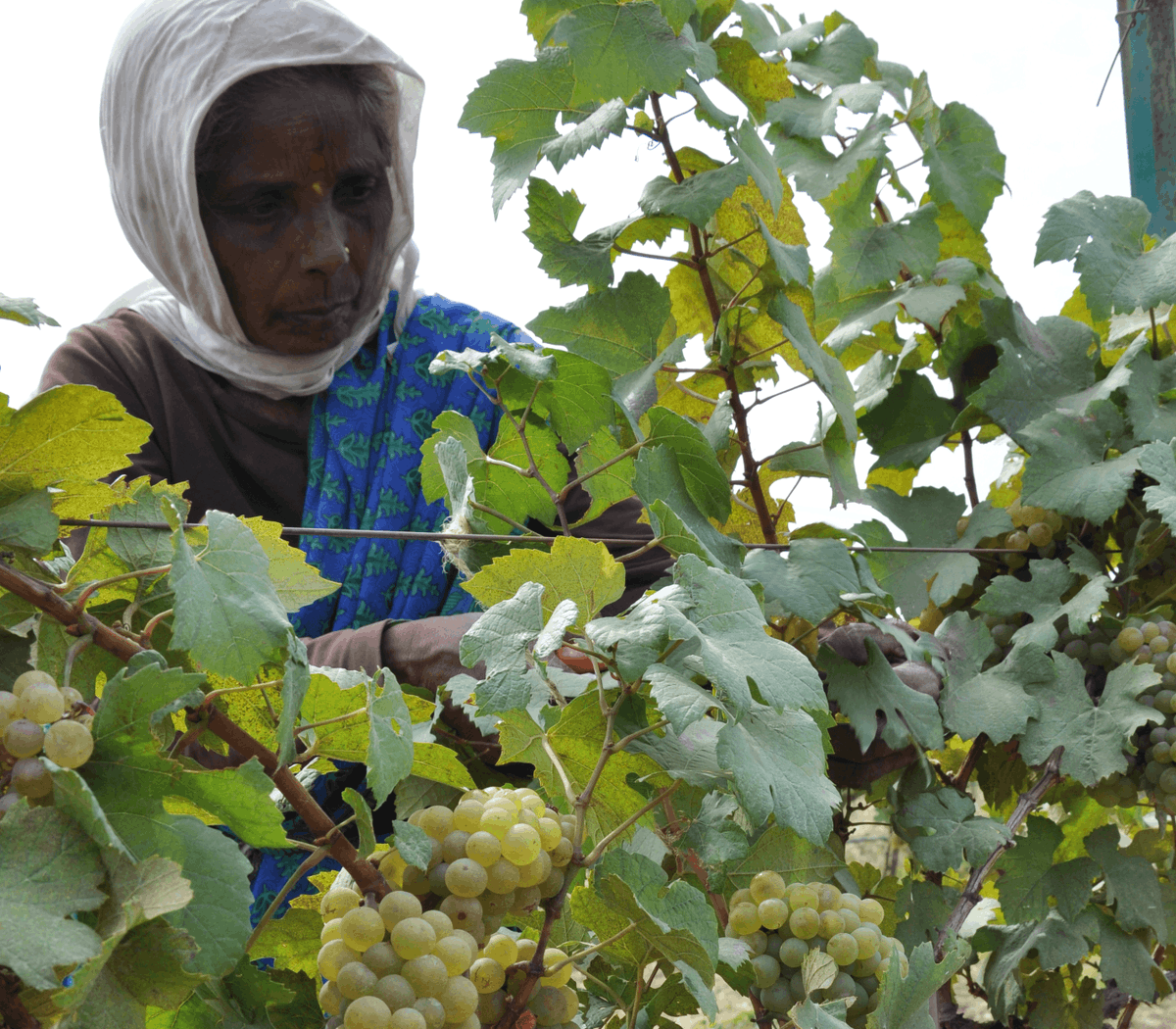 Did you know that 100% of grape #harvesting in India is manually done by hand? 🍇 

Of which over 90% are women! The main reasons cited for this is that they tend to be more efficient and gentler with the whole process of harvesting 💁‍♀️ #winesinindia