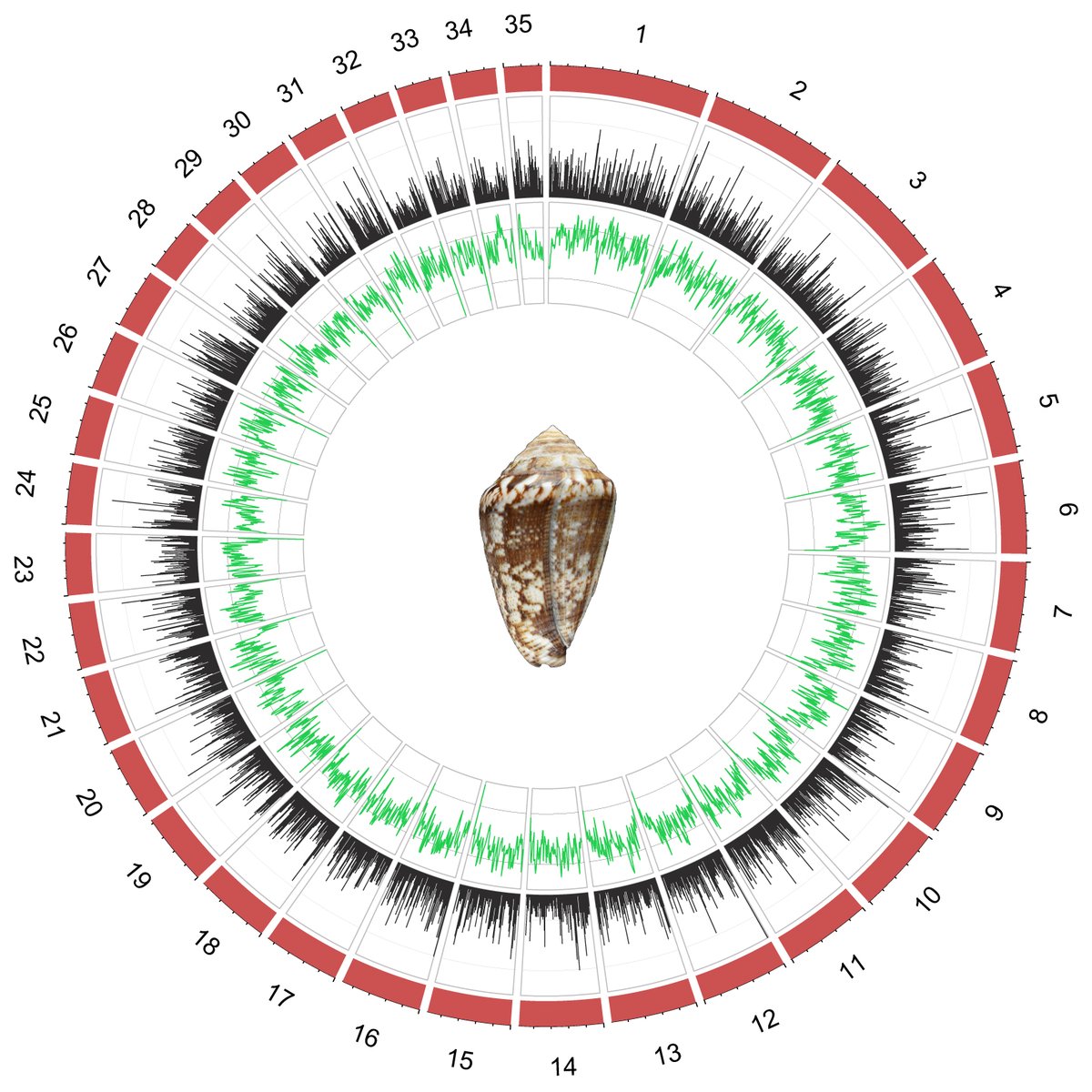 JoserraPB's tweet photo. 📢So happy to announce that the genome of the cone snail Lautoconus ventricosus 🐚is finally released! 👇
https://t.co/dLNhfWRG83 https://t.co/GVlr7vFY4F