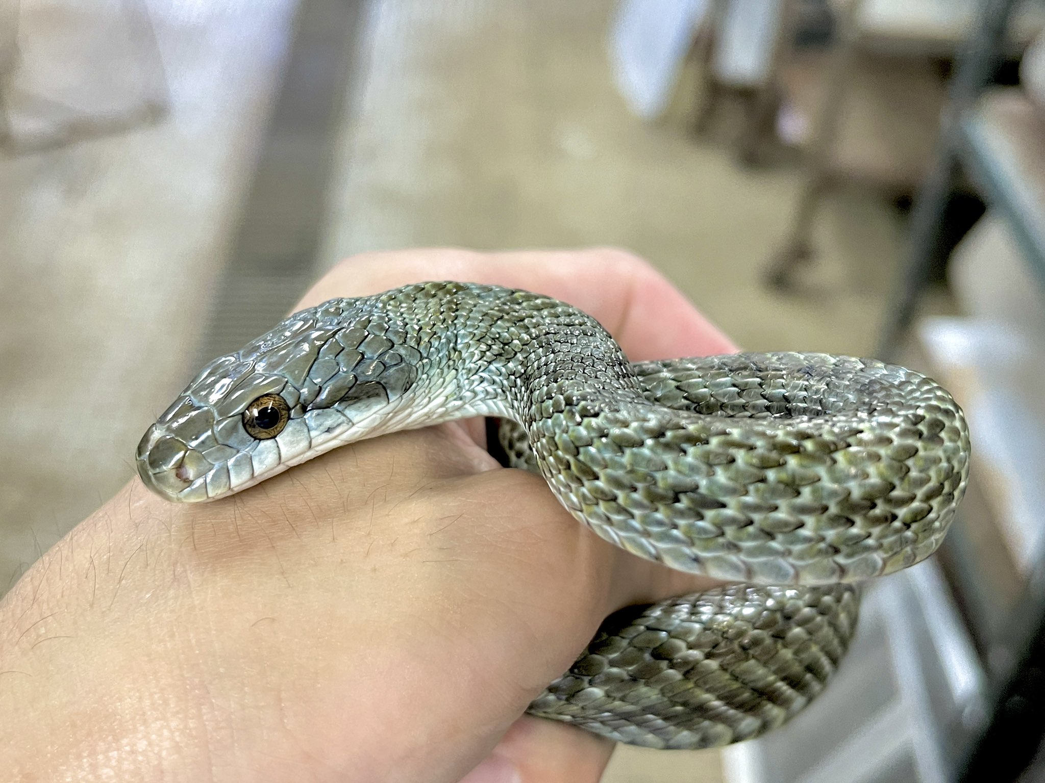ジャパン スネークセンター Jsc Alphonse Co ご名答です 一重にアオダイショウ と言えども 黒 グレー 青 緑 黄色などカラーバリエーションは様々です ハッキリした色味は少ないですが デジタルチックに細かく模様が入り 体が細長く 目が丸い幼