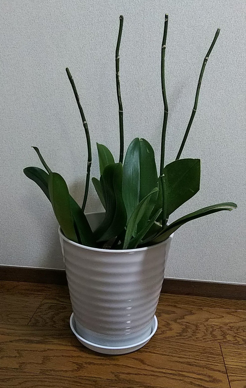 くみん 胡蝶蘭の剪定で大汗 支柱を外すの大変だった また咲いてくれるかな 少し残った花は浅めの容器に生けました 花が全て落ちると茎が枯れてしまうので T Co Okygidrstn Twitter