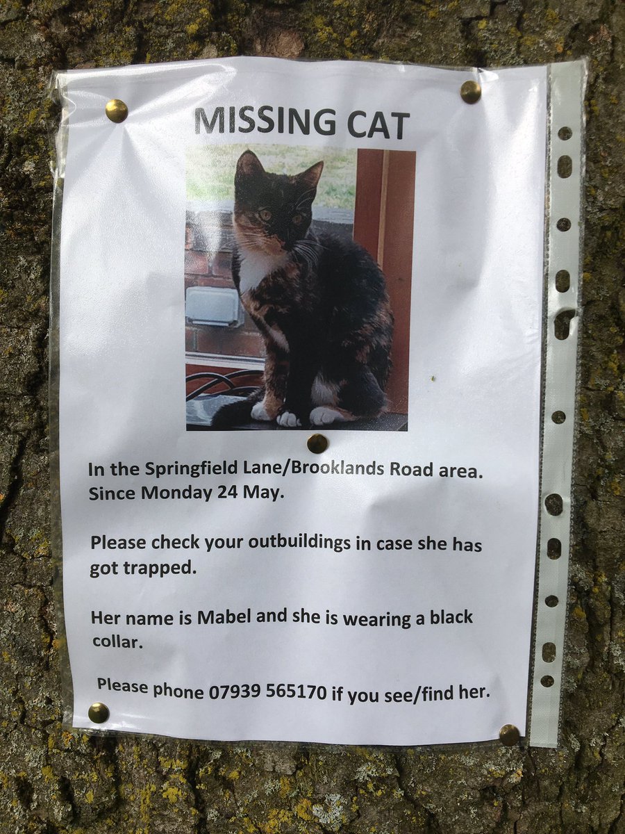MISSING CAT since Monday 24 May in the Springfield Lane and Brooklands Road area of #Eccleston near #StHelens.

Mabel - please call 07939 565170 if you see/find her.

Please RETWEET.

#MissingCatsUK | #FoundCatsUK