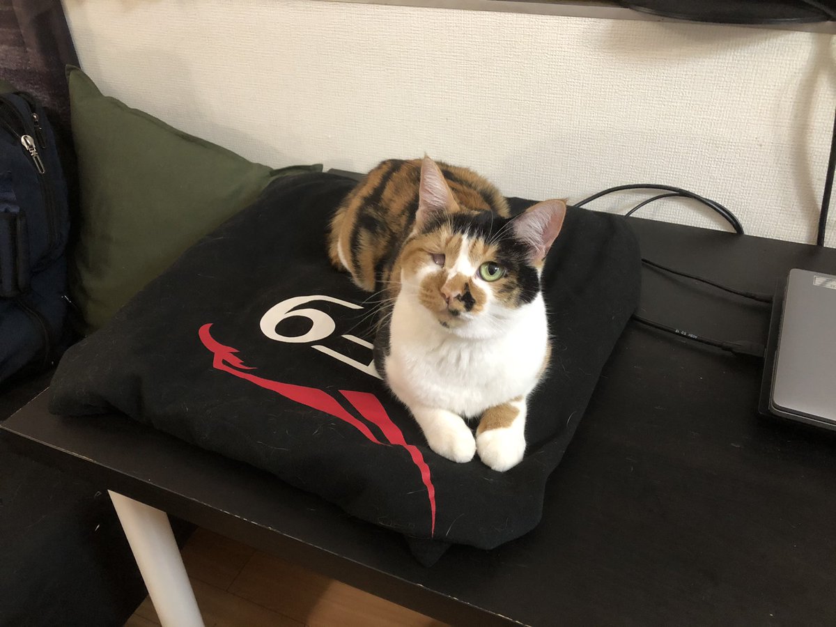 EpicSpaceModels's tweet image. My cat has claimed this @SpaceX item as her exclusive property.