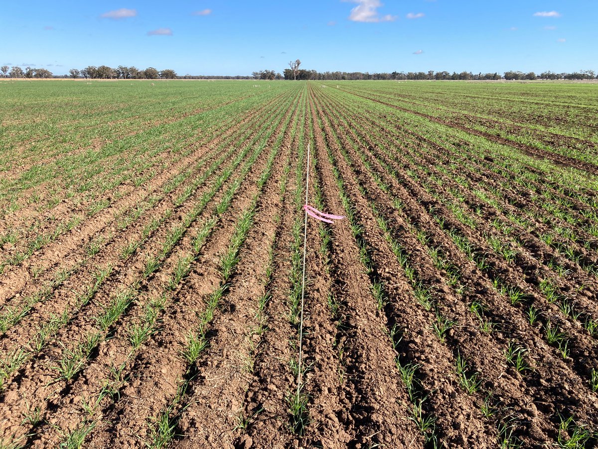 agnvet's tweet photo. Early trial assessments have been taking place this #cropwalkwednesday.
The AGnVET agronomy team are conducting an extensive trial/demo program once again to help keep them and their clients on the cutting edge of new technology.
#AGnVET #BettaCrop #agronomy #Tymirium #sunflex https://t.co/r3zTU37iL0