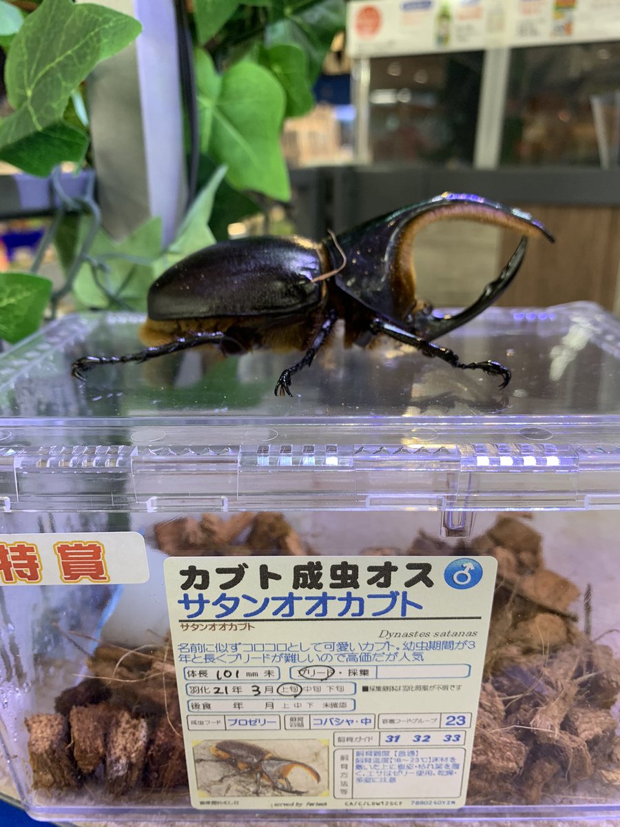 サタンオオカブト標本 ブリード品 【公式通販】