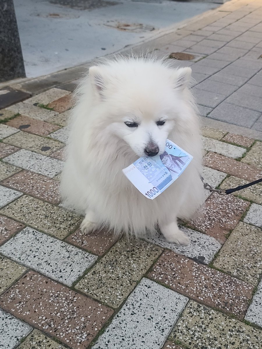 0ne_day_haru's tweet photo. 귀여운거같이보자
길가다가강쥐가천원물고잇어서
찍어도되냐고허락받고찍음 https://t.co/iX2BHETH8R
