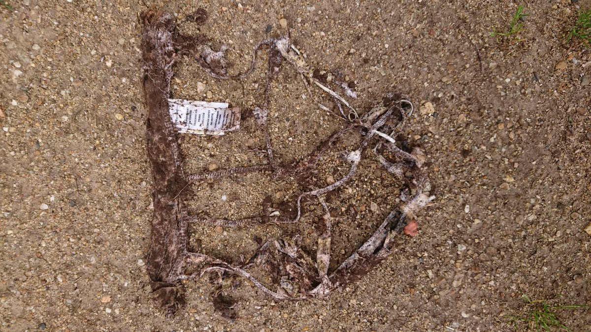 julien_emprou's tweet photo. Comme il y avait peu de volontaires pour arborer ce magnifique slip sur la plage cet été nous l'avons enterré. Après 2 mois, le sol a bien travaillé, du slip enterré, il ne reste qu'élastiques et étiquettes! #Defiduslip #FrAgTw https://t.co/cNUtEUOjDH
