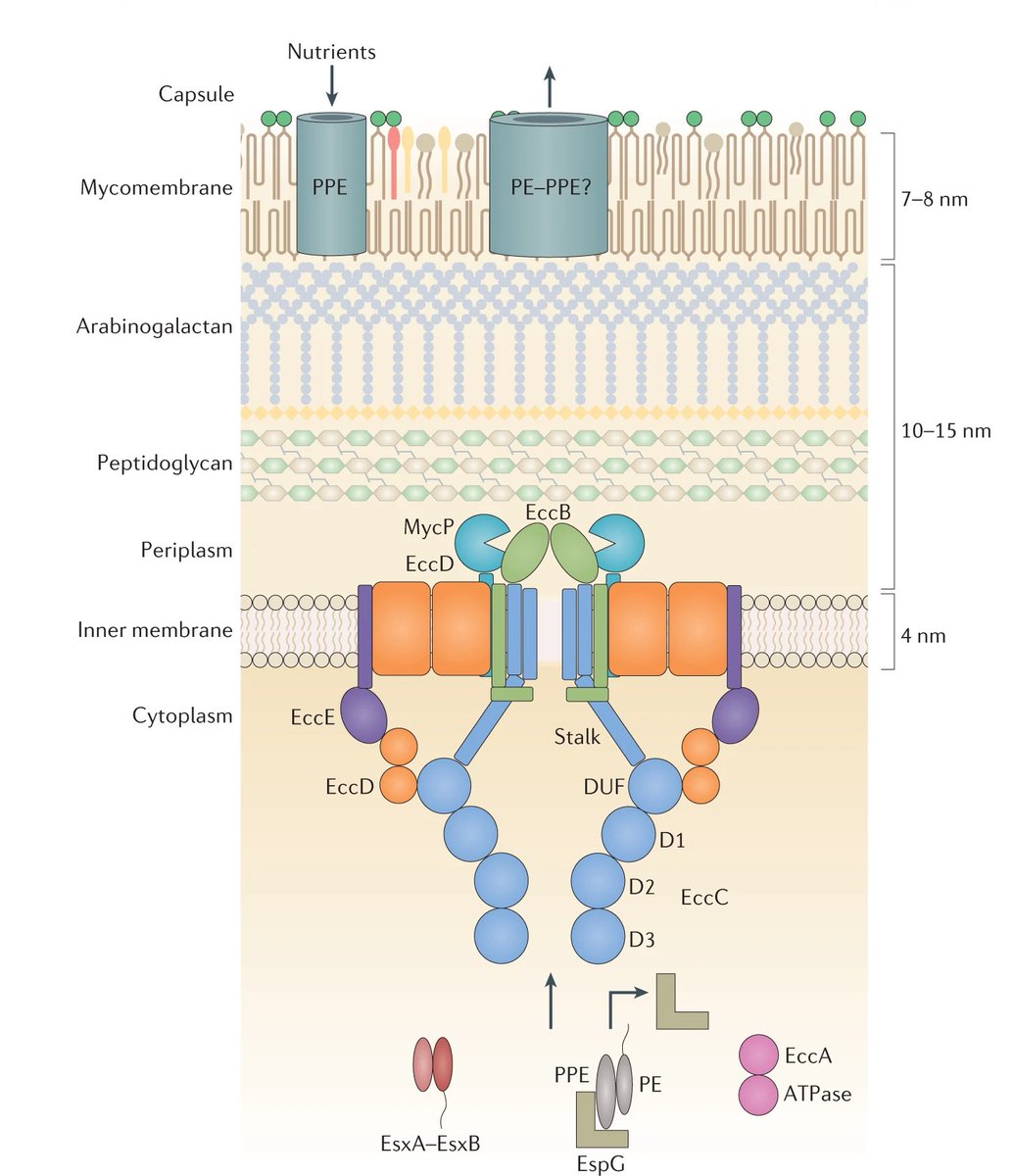NatureRevMicro's tweet image. Type VII secretion systems: structure, functions and transport models

In this Review, Rivera-Calzada et al. provide an overview of the architecture of T7SSs, their functions and transport models

nature.com/articles/s4157…

@llorcalab
@CNIOStopCancer
@GeibelLab