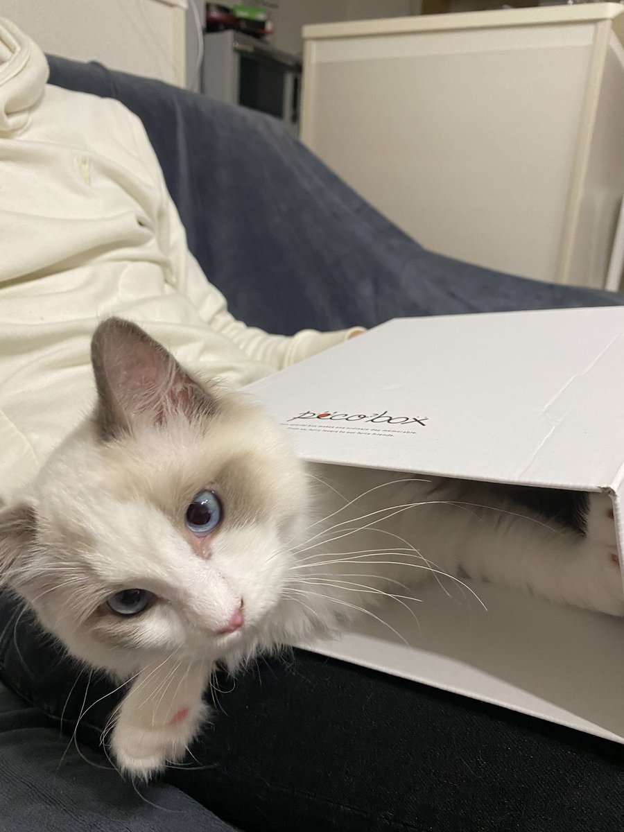 ribbon_ragdoll's tweet photo. ペコボックスが届きました〜💒💐💕
#ペコねこ部
#Pecobox
#wedding
#猫
#子猫
#ラグドール
#猫好きさんと繋がりたい https://t.co/eBYMZntBQs
