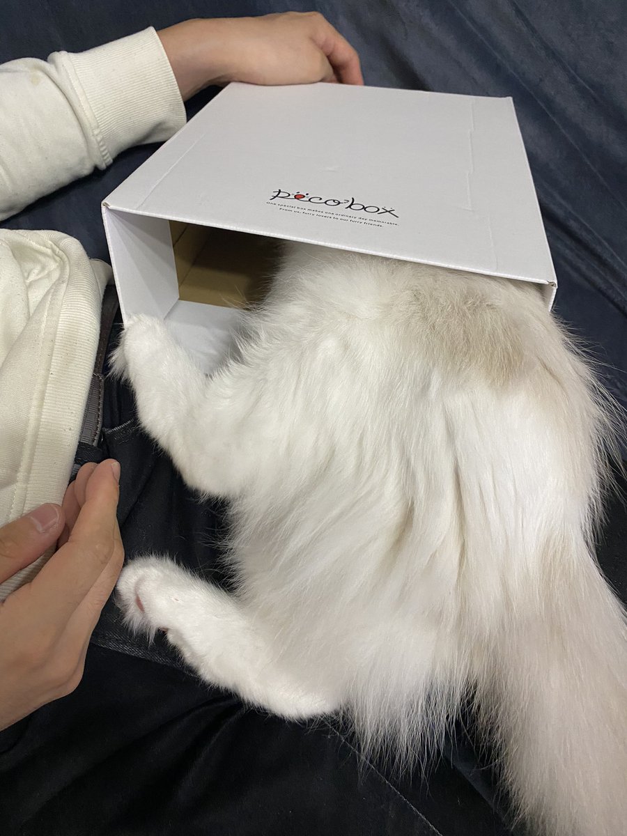 ribbon_ragdoll's tweet photo. ペコボックスが届きました〜💒💐💕
#ペコねこ部
#Pecobox
#wedding
#猫
#子猫
#ラグドール
#猫好きさんと繋がりたい https://t.co/eBYMZntBQs
