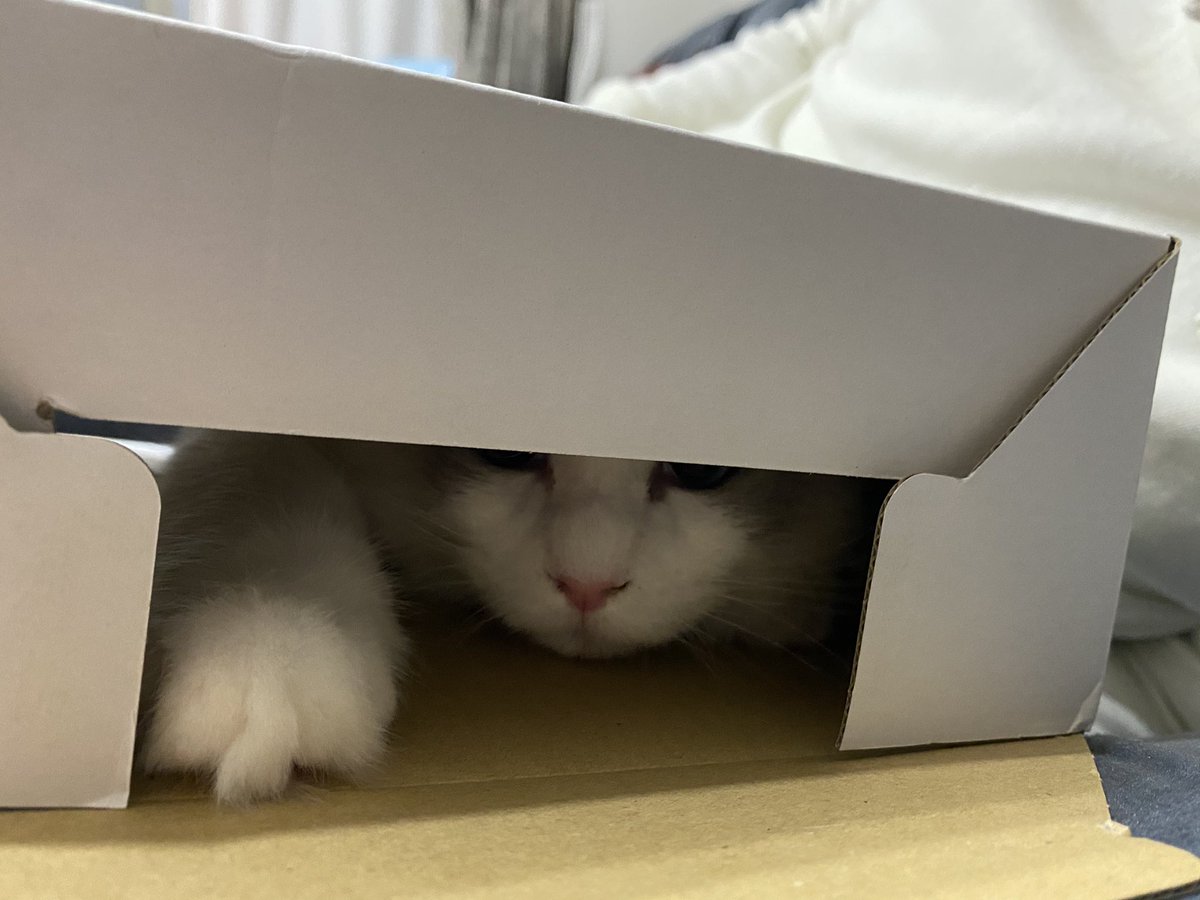 ribbon_ragdoll's tweet photo. ペコボックスが届きました〜💒💐💕
#ペコねこ部
#Pecobox
#wedding
#猫
#子猫
#ラグドール
#猫好きさんと繋がりたい https://t.co/eBYMZntBQs