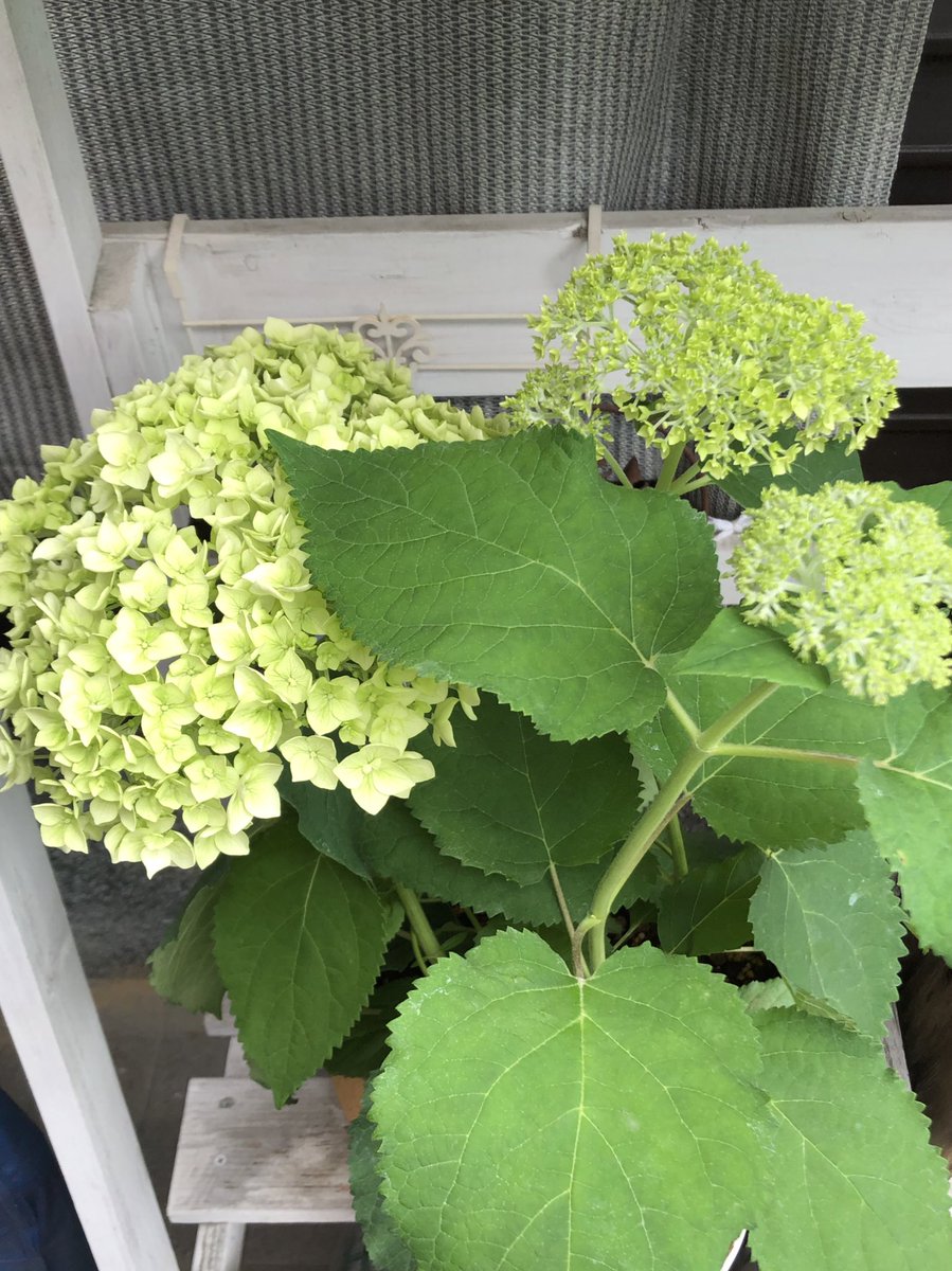 تويتر Toa على تويتر 紫陽花のドライフラワーがいっぱい欲しいなぁと思ってて そうか 育ててたら毎年作れるやん と閃いたので早速買ってかえってルンルンやったのに 今日見たらこんな事になってた どうか復活しますように アナベル 水切れ 紫陽花