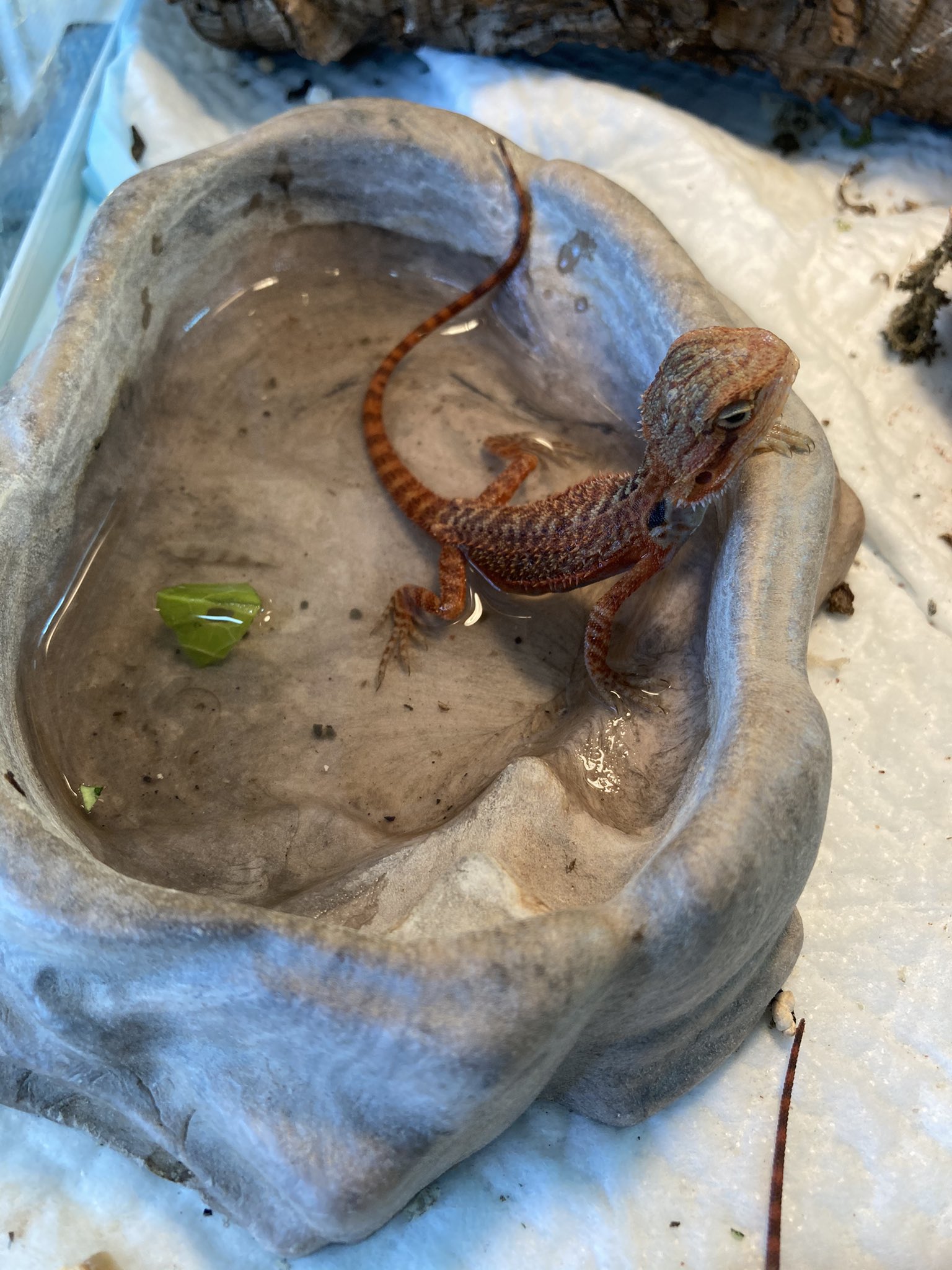爬虫類屋 セレクト 今日も1日お疲れ様でした 大分市 爬虫類ショップ 可愛い 爬虫類のいる暮らし T Co 6pfyhqclkj Twitter