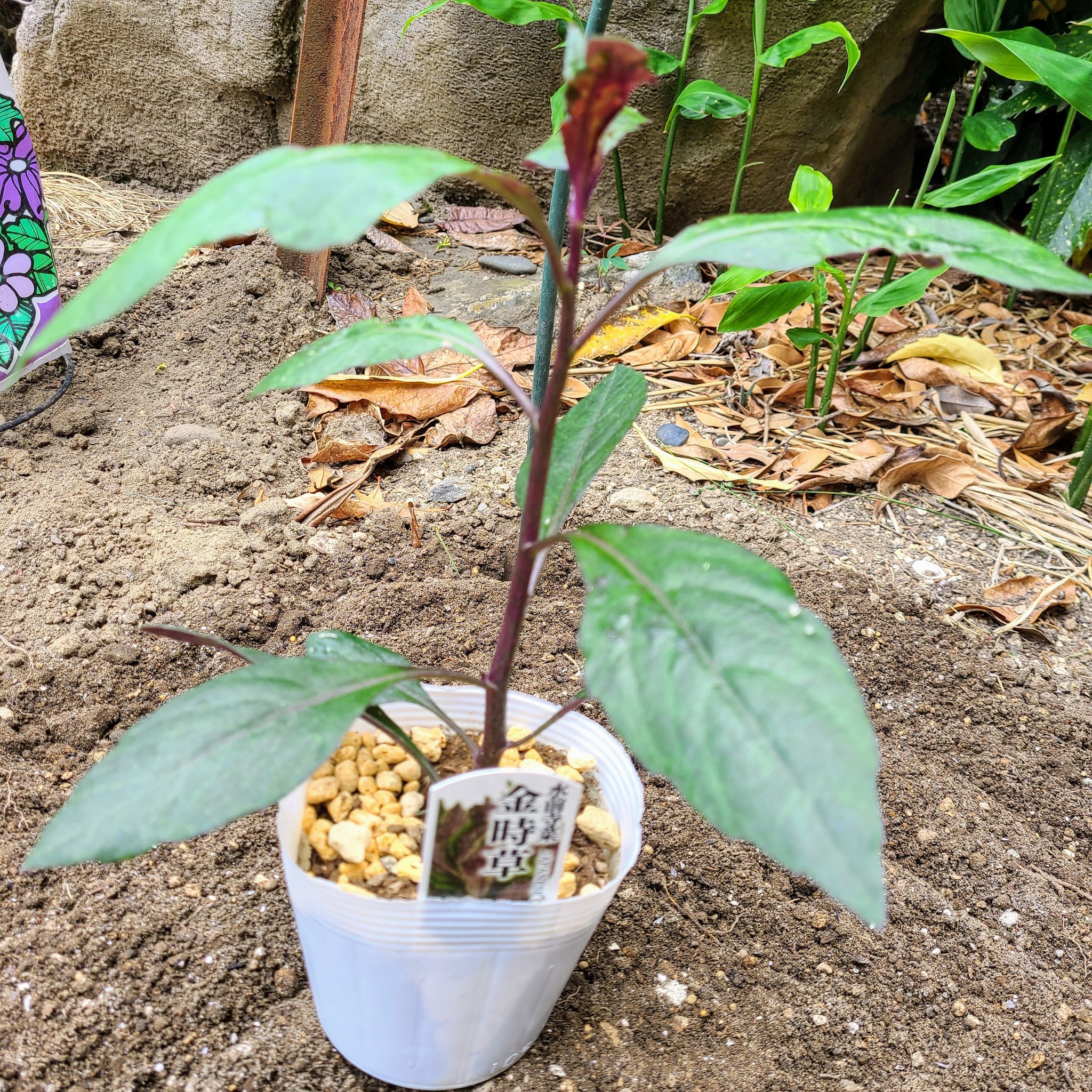 信州発 家庭菜園 Q S Natural Garden 防虫ネット内でキツそうにしていたので久々に収穫 ツ ンとした独特な香り 金時草 水前寺菜 ミノールしみず Okinawanspinach Gynurabicolo T Co Z3akoxhoiq Twitter