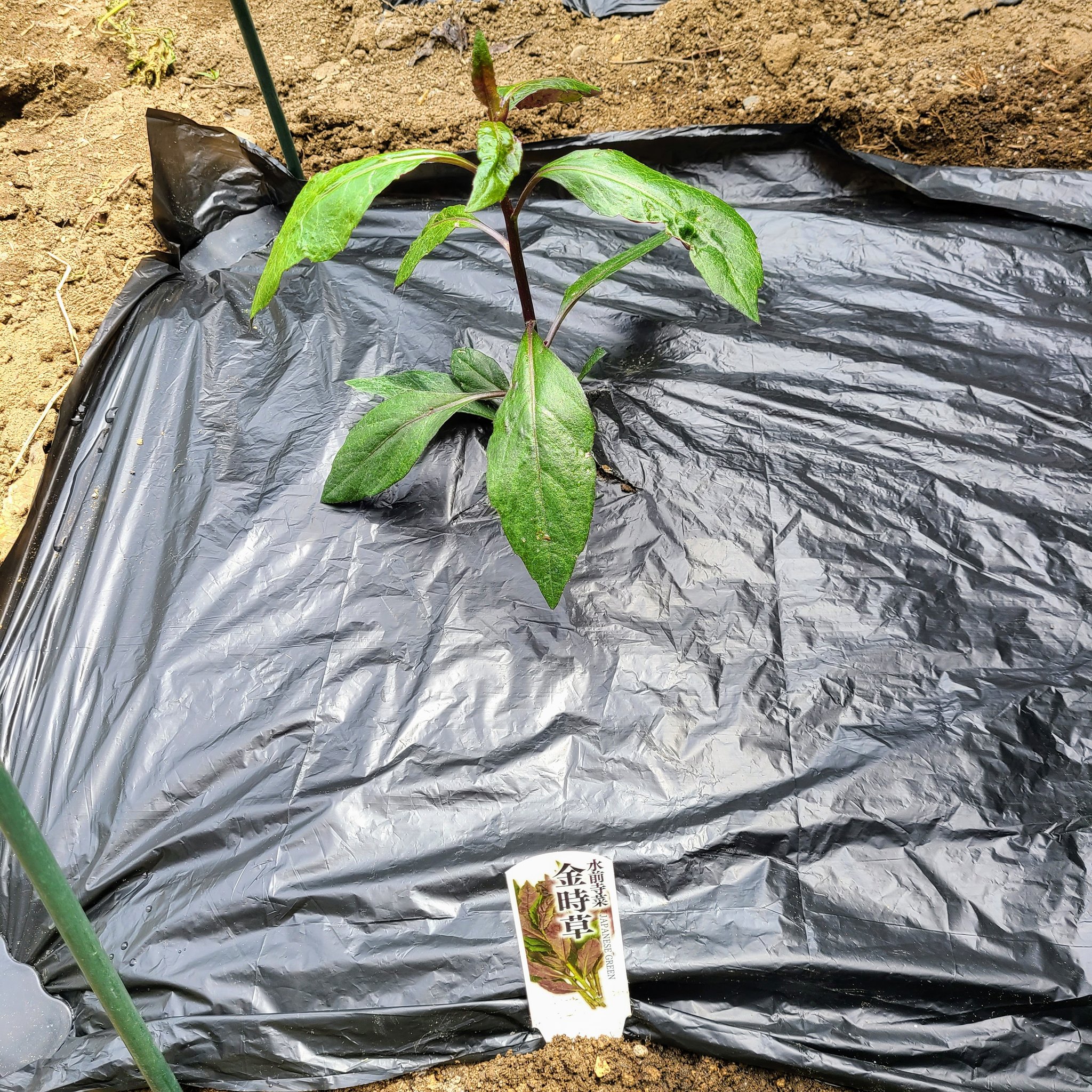 信州発 家庭菜園 Q S Natural Garden 防虫ネット内でキツそうにしていたので久々に収穫 ツ ンとした独特な香り 金時草 水前寺菜 ミノールしみず Okinawanspinach Gynurabicolo T Co Z3akoxhoiq Twitter