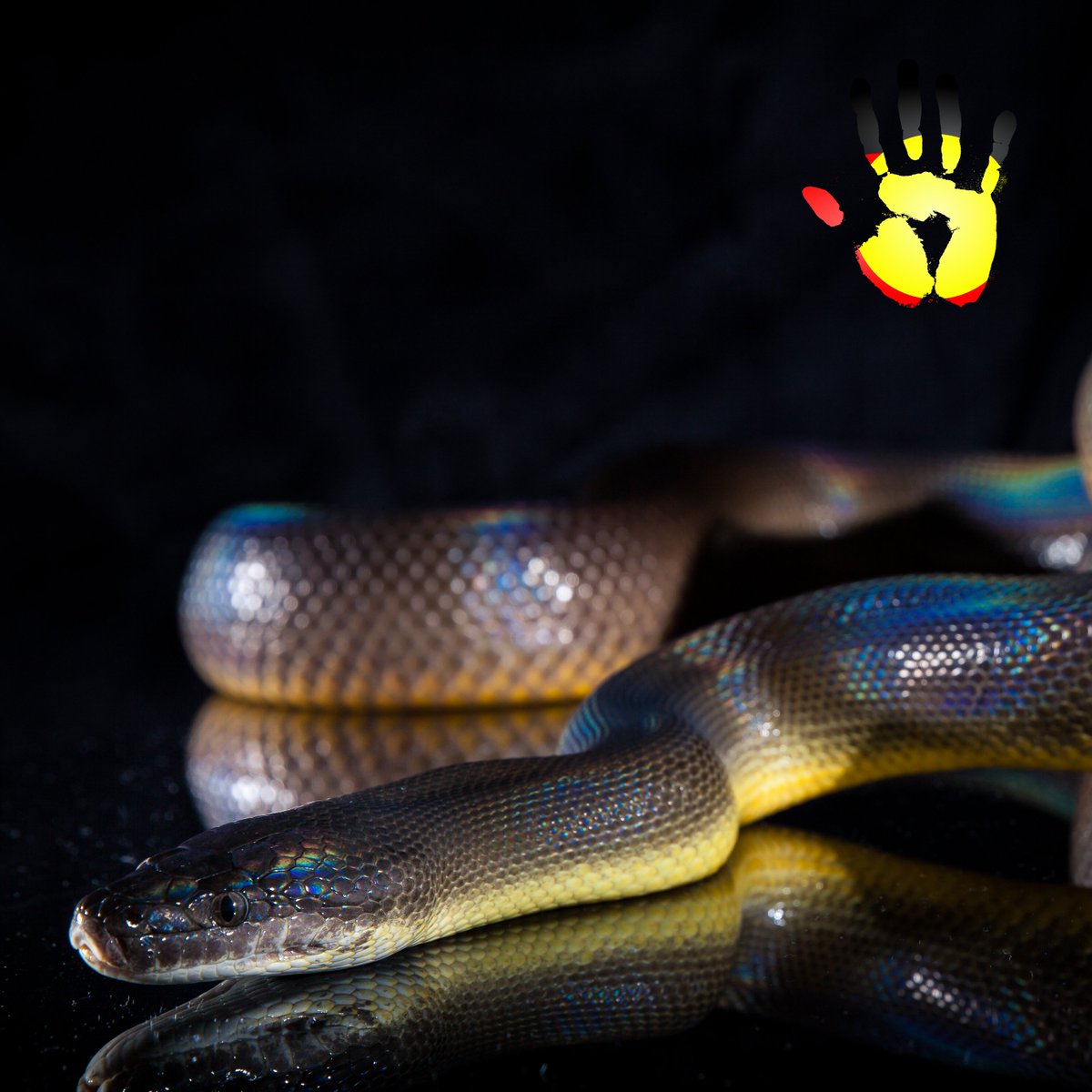 ReptileEnc's tweet image. We&apos;re Sorry
#NationalSorryDay