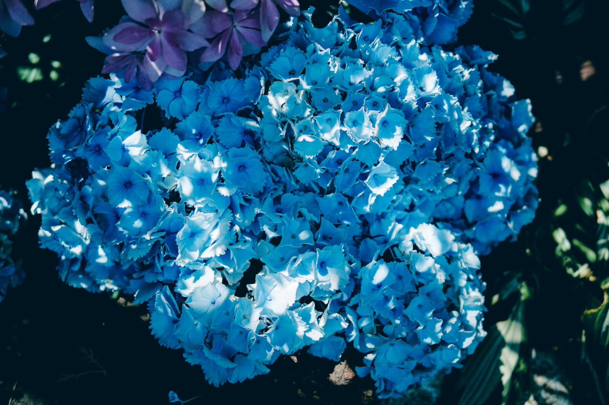 __yoii_to's tweet photo. 海の底にいける世界なら、水の中で咲いているような紫陽花だった。綺麗。 https://t.co/ttsQEwbW6G
